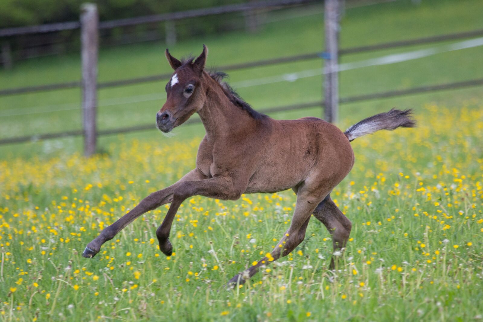 Canon EF 100-400mm F4.5-5.6L IS USM sample photo. Colt, horse, running photography