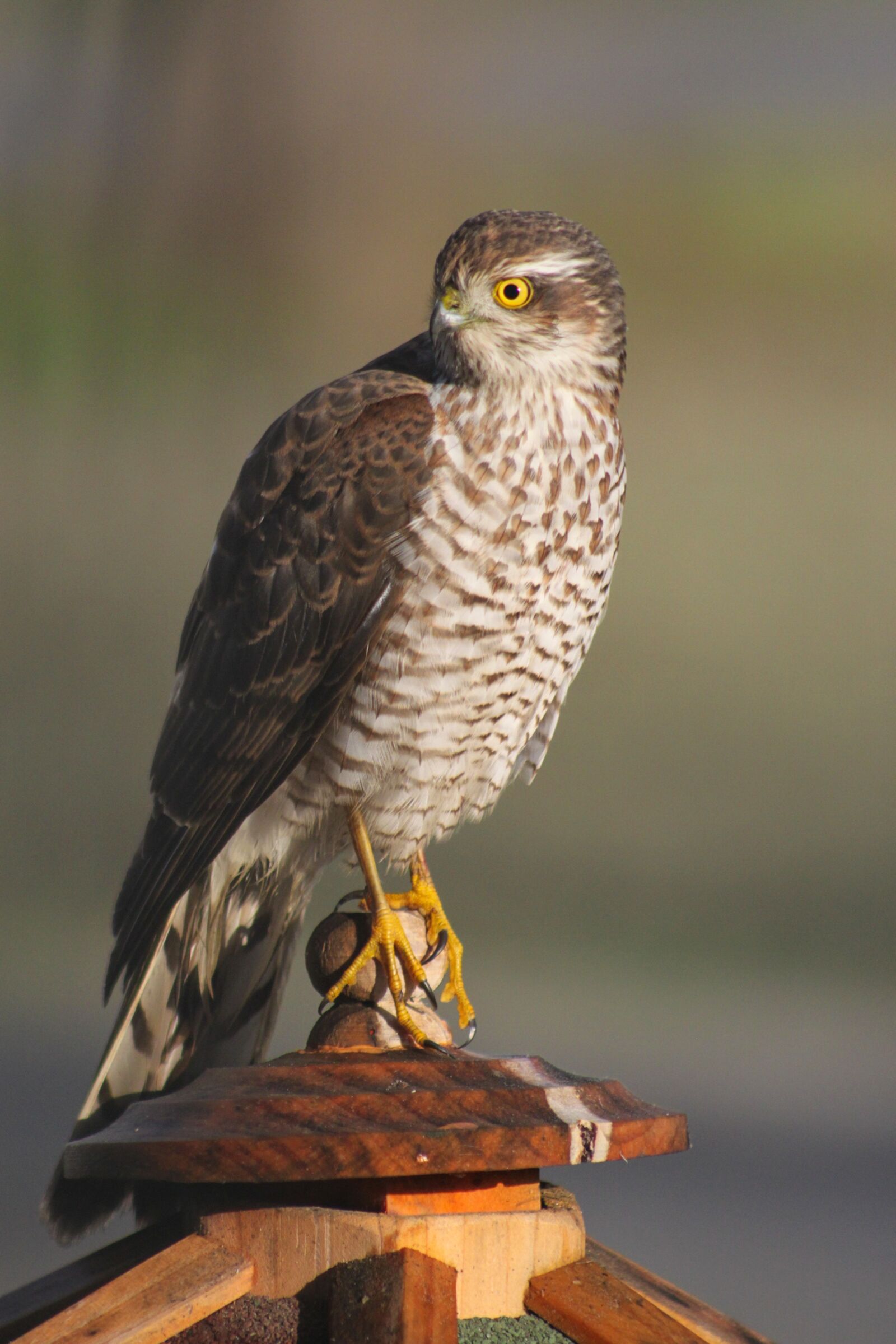 Canon EOS 500D (EOS Rebel T1i / EOS Kiss X3) sample photo. Bird of prey, sperber photography