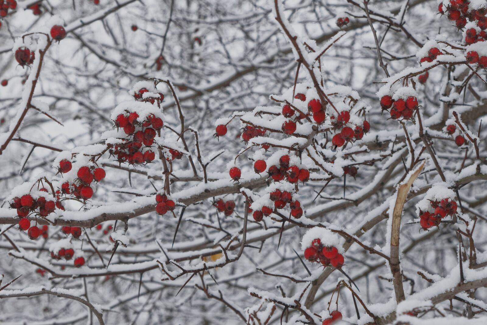Canon EOS 500D (EOS Rebel T1i / EOS Kiss X3) sample photo. Trees, winter, snow photography