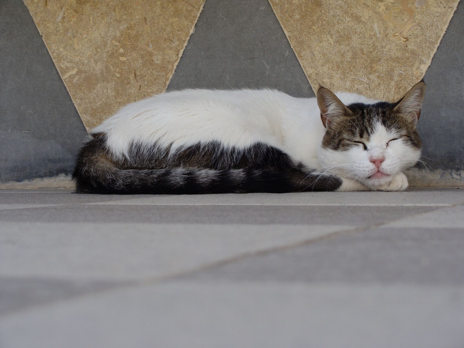 Sony Cyber-shot DSC-H10 sample photo. Cat, sleeping, animal photography
