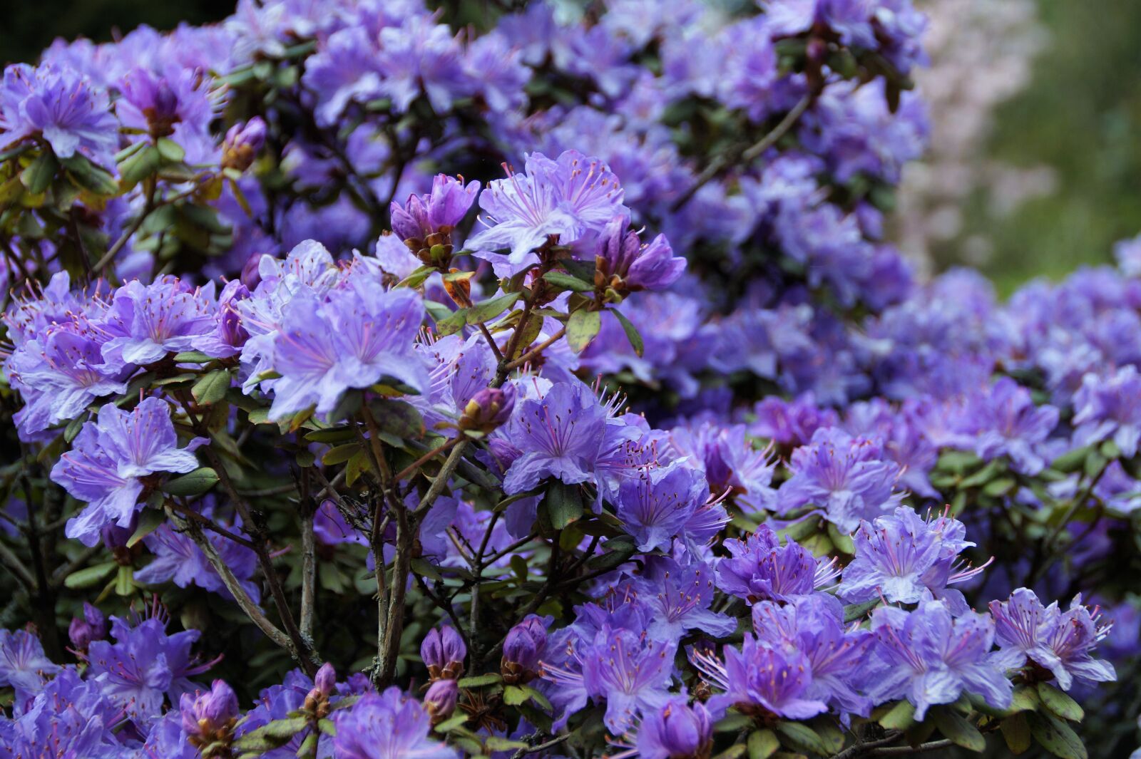 Sony SLT-A58 sample photo. Azalea, flowers, purple photography