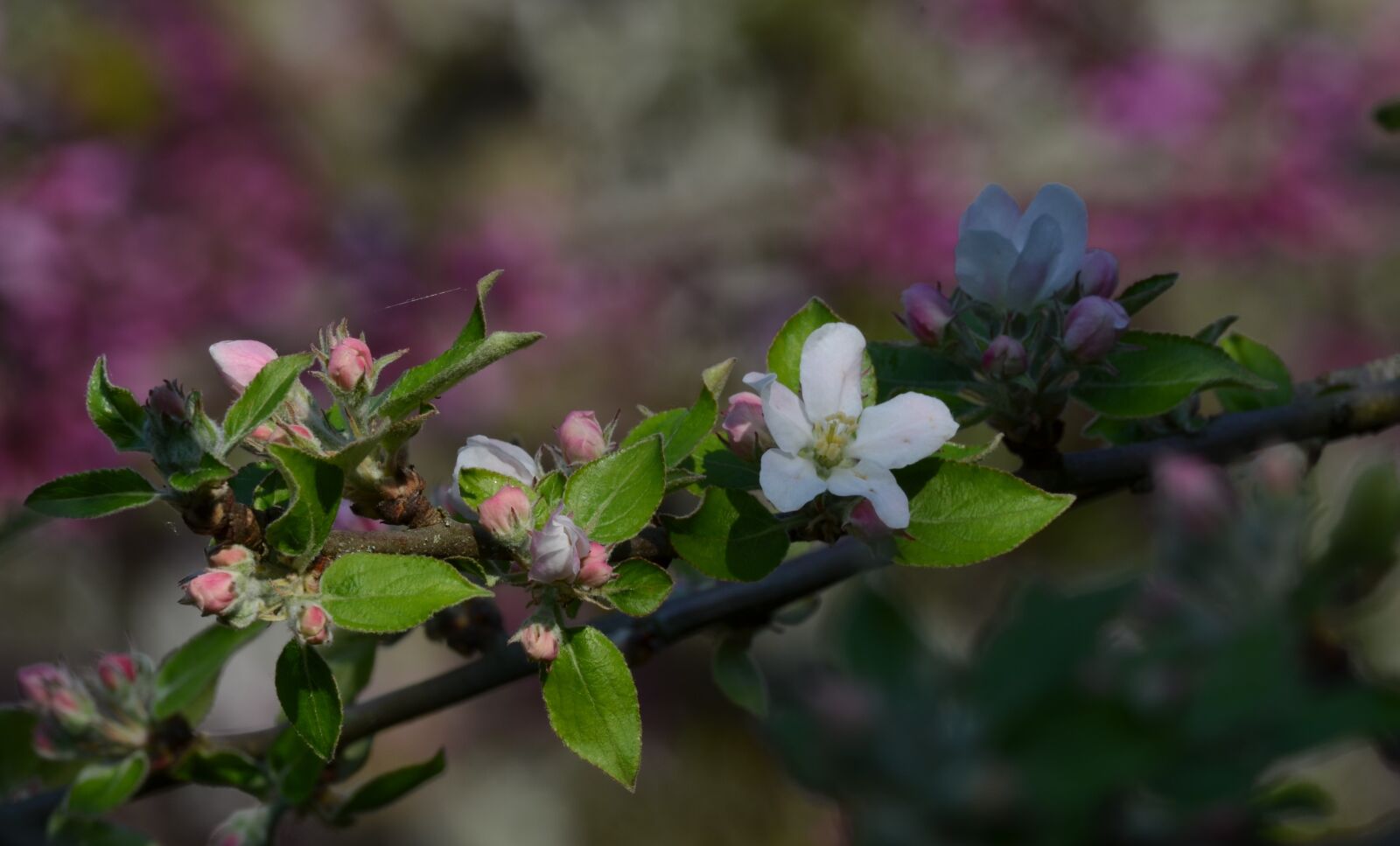 Nikon D5100 sample photo. Spring, nature, flower photography