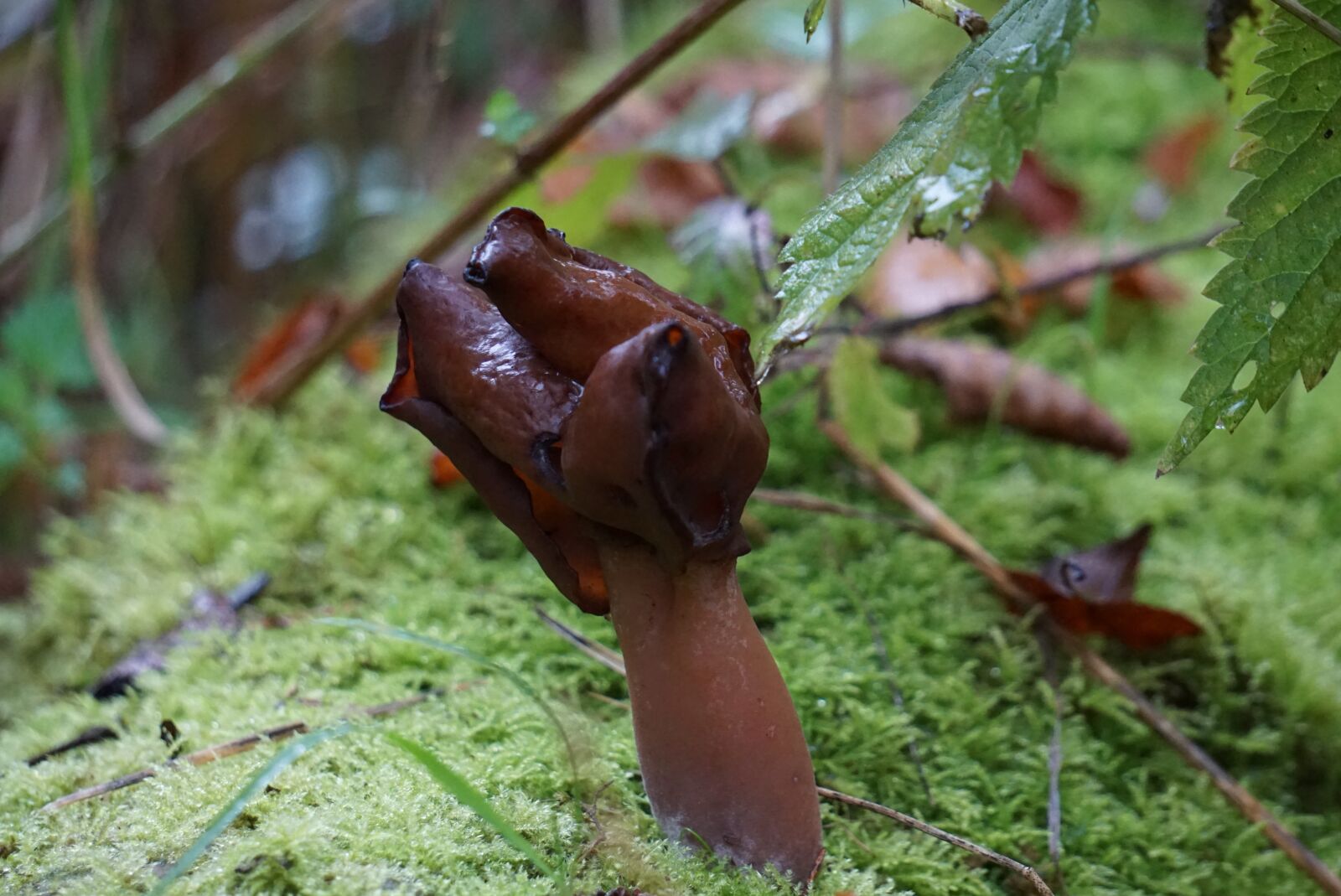 Sony E 55-210mm F4.5-6.3 OSS sample photo. Mushroom, forest, nature photography