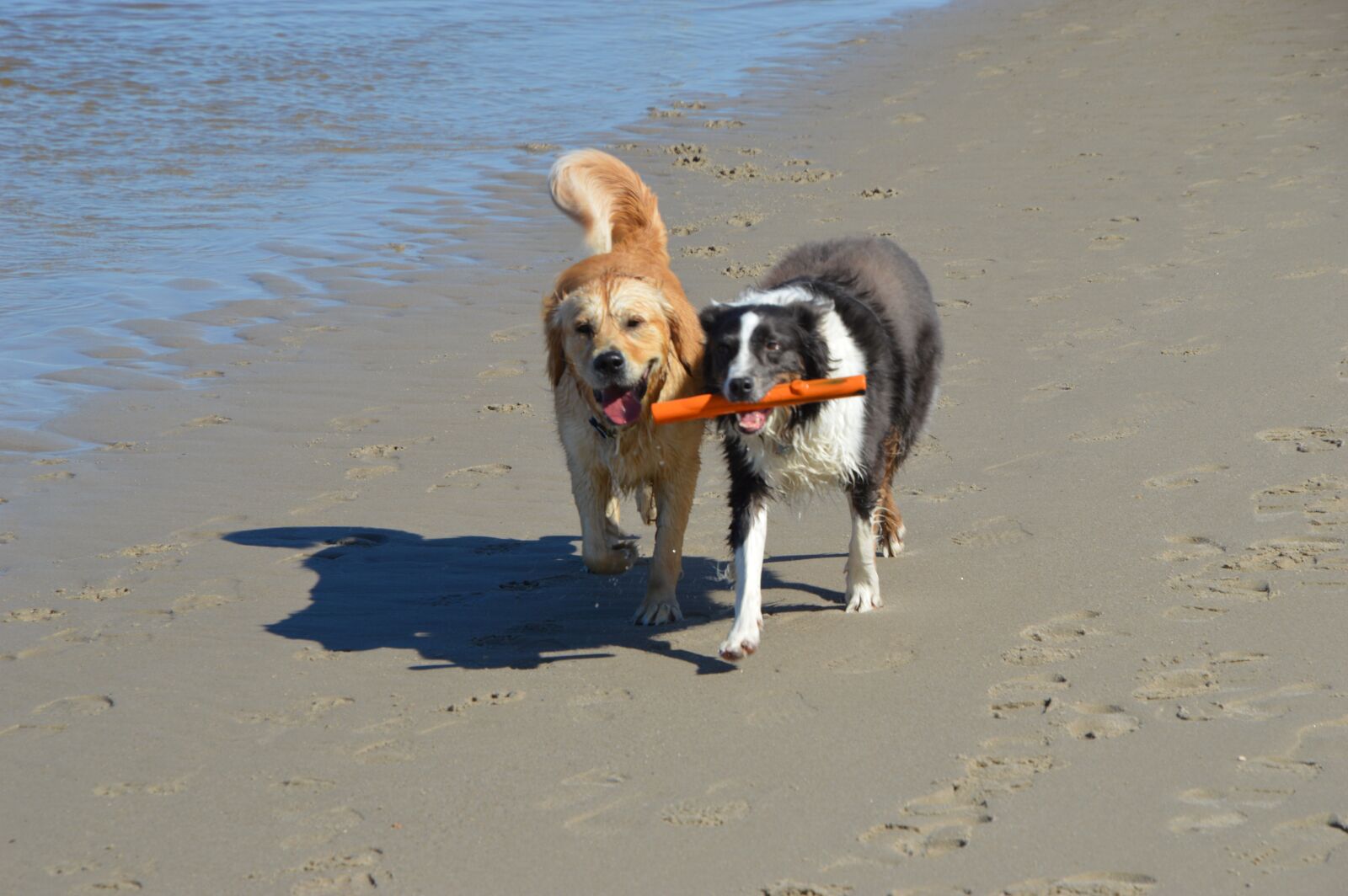 Nikon D3200 sample photo. Dogs, golden retriever, pet photography