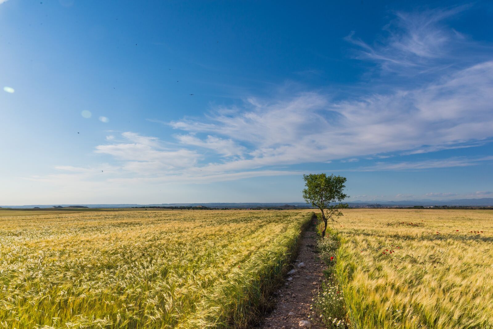 Nikon D610 sample photo. Wheat, horizon, cloud landscape photography