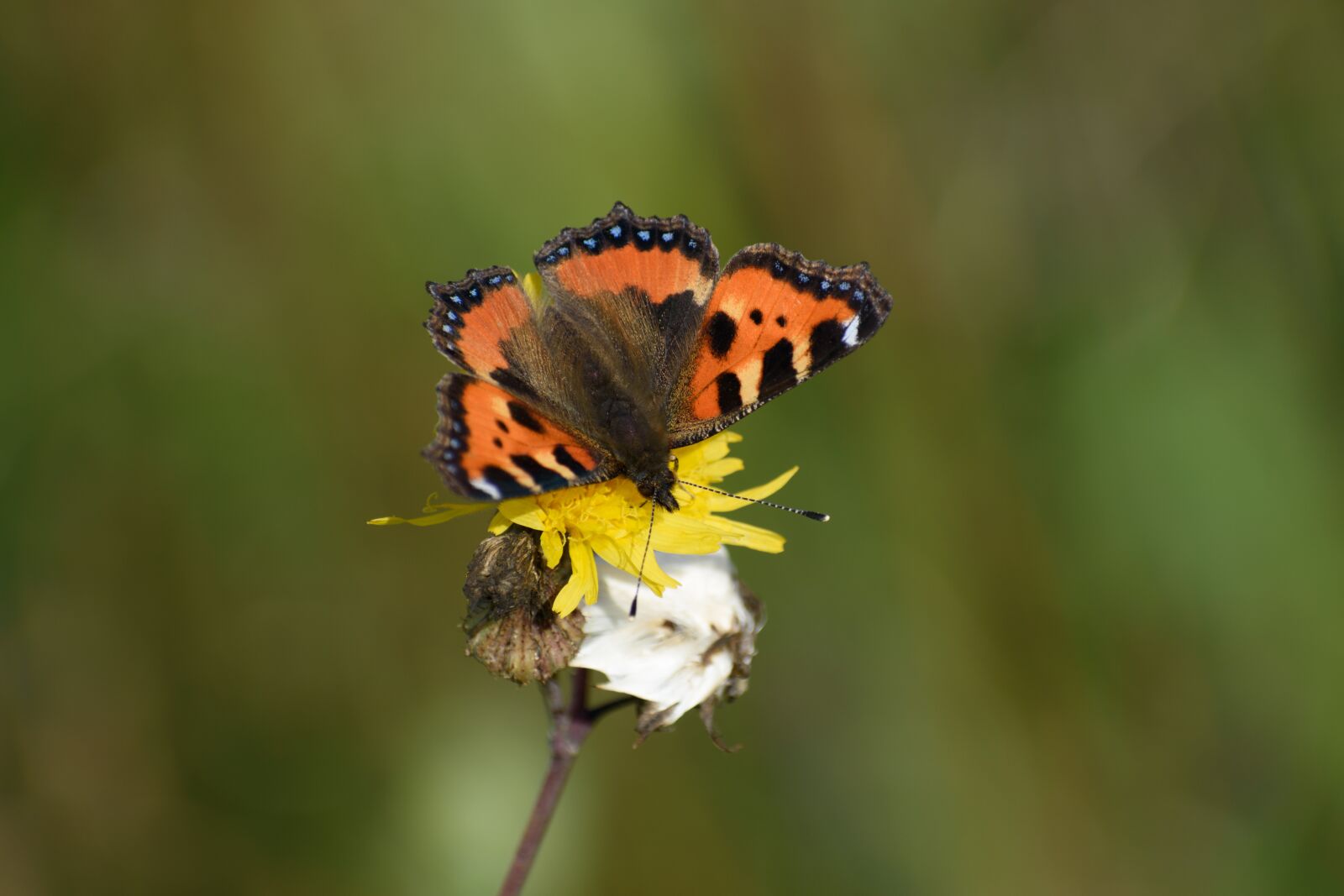 Nikon D5500 sample photo. Butterfly, flower, summer photography
