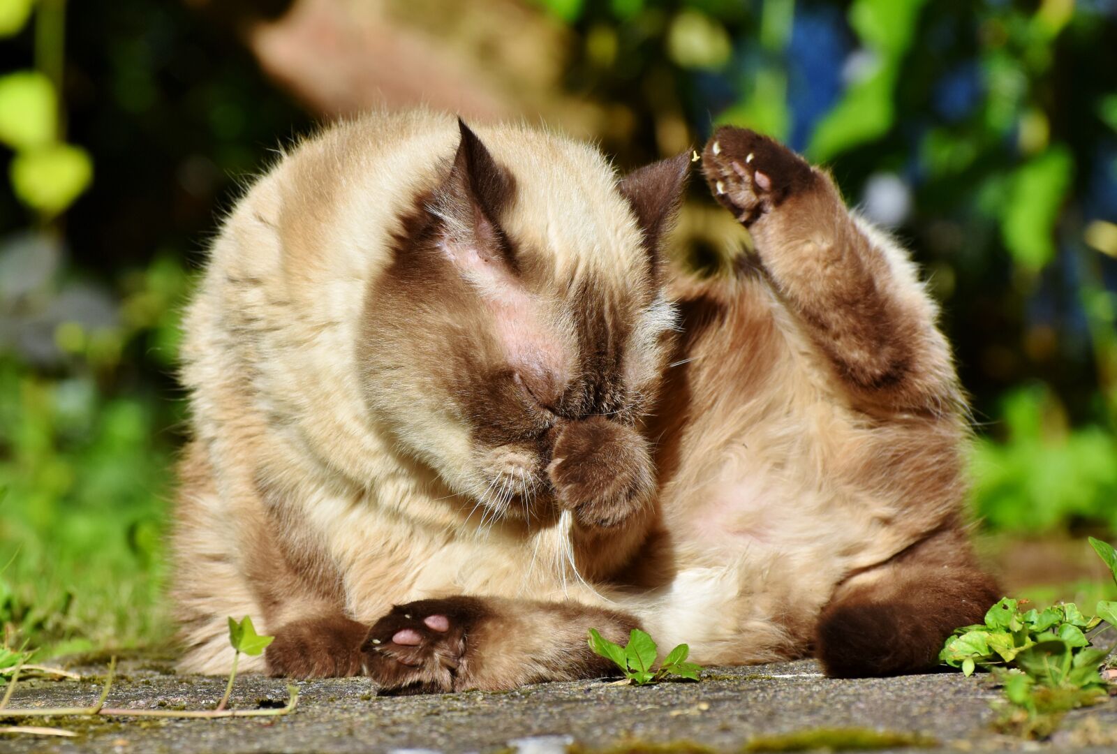 Nikon D7200 sample photo. Cat, breed cat, british photography
