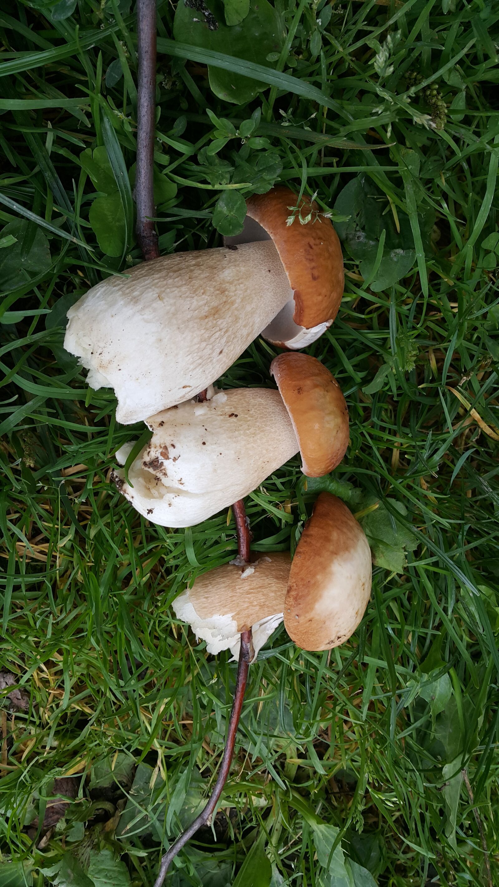 Samsung Galaxy Note4 sample photo. Mushroom photography