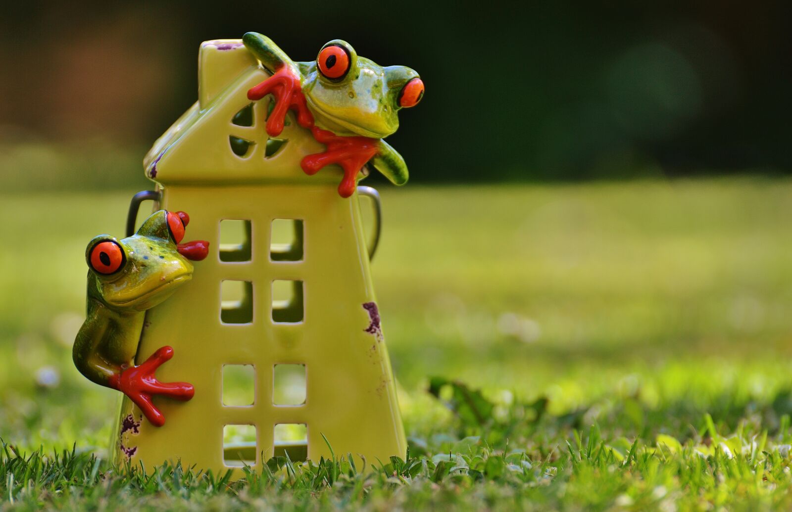 Nikon D3200 sample photo. Frogs, house, funny photography