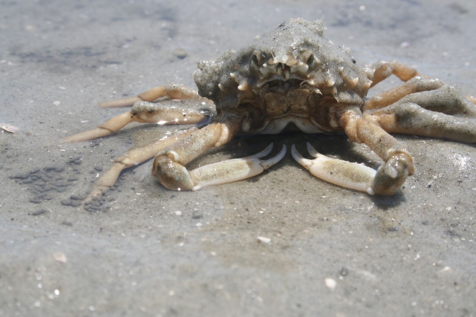 Canon EOS 350D (EOS Digital Rebel XT / EOS Kiss Digital N) sample photo. Crab, ocean, sea photography