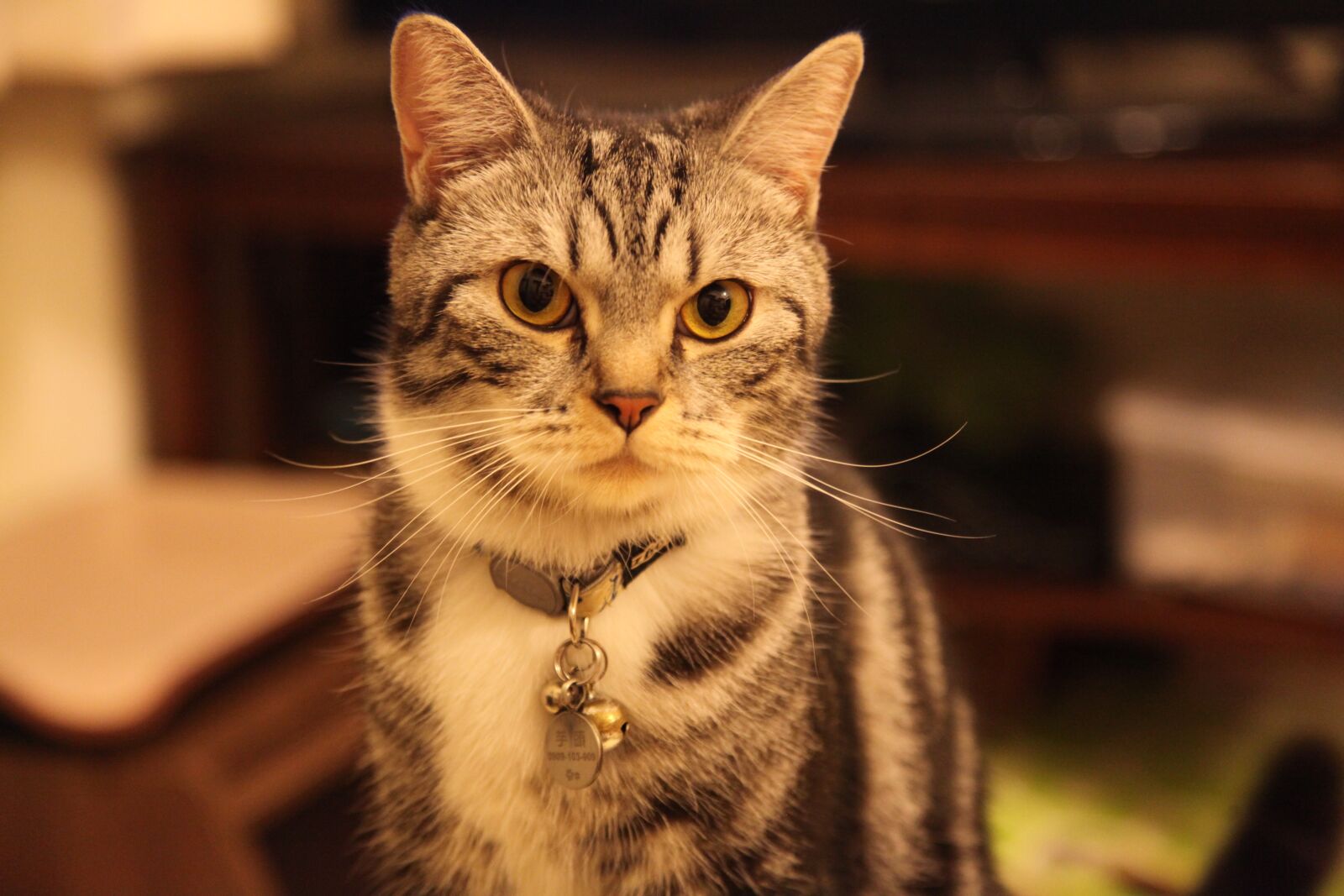 Canon EOS 5D Mark II sample photo. Shorthair, cat, animal photography