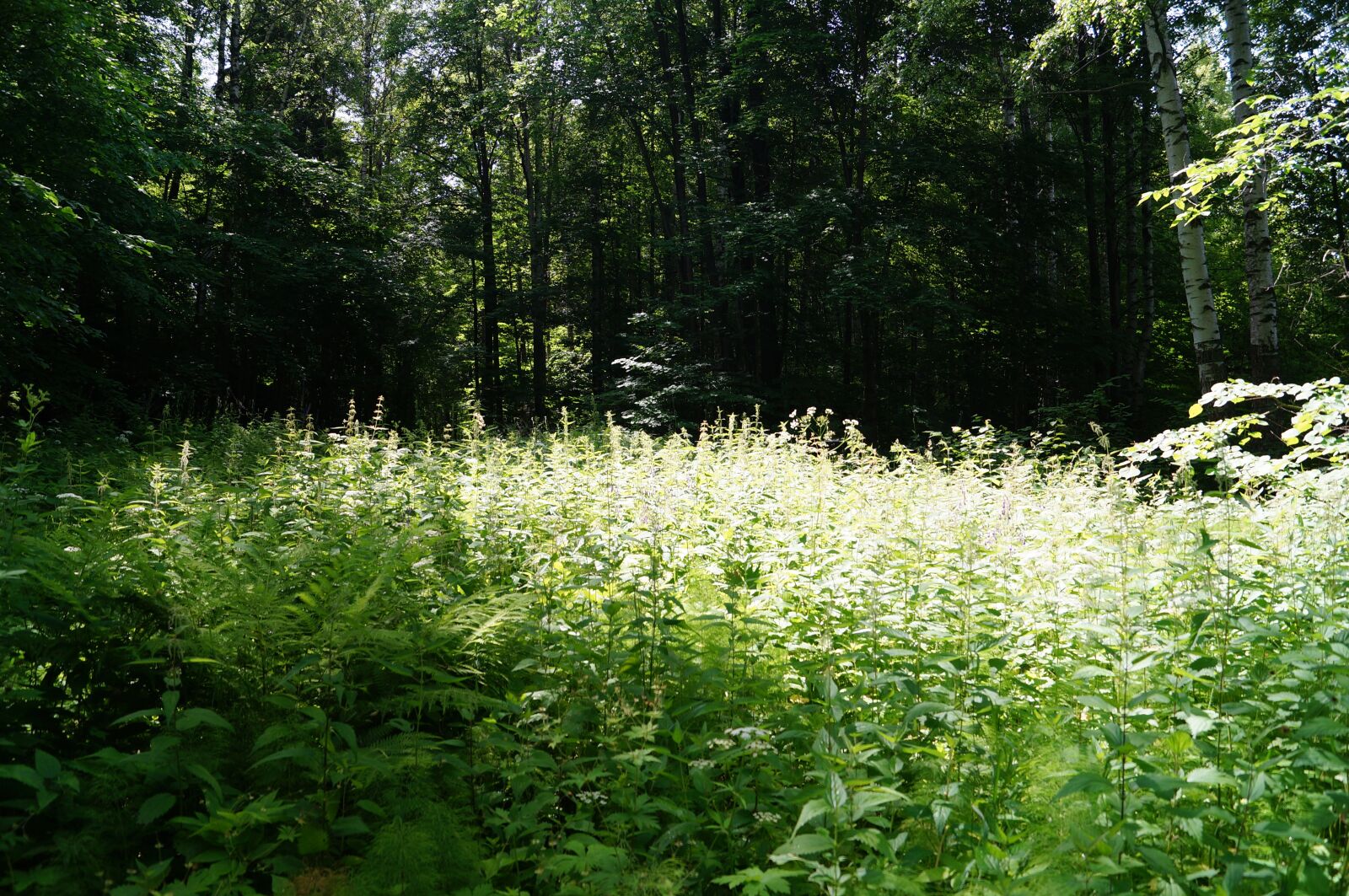 Sony SLT-A57 sample photo. Forest, silence, nature photography