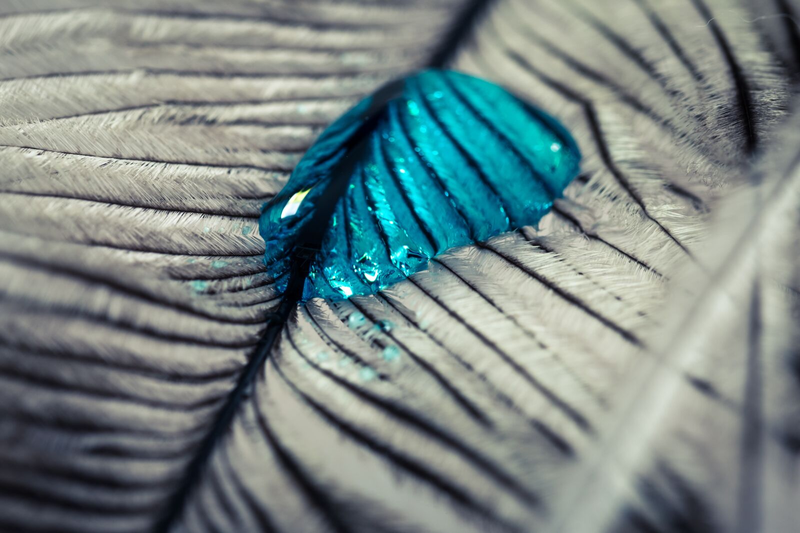 Canon EOS 70D sample photo. Ostrich feather, drip, feather photography