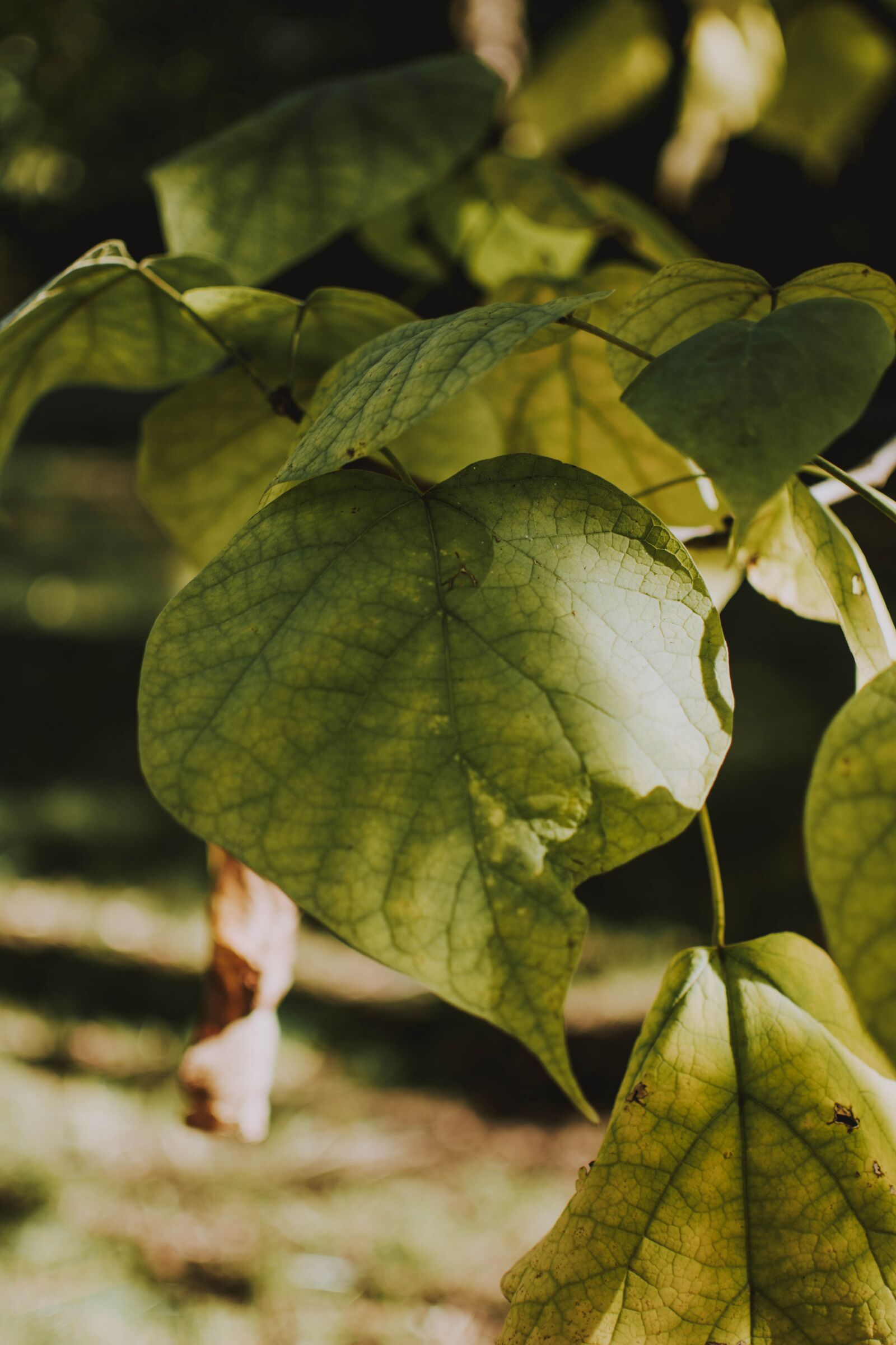 Nikon D5200 sample photo. Leaf, green, detail photography