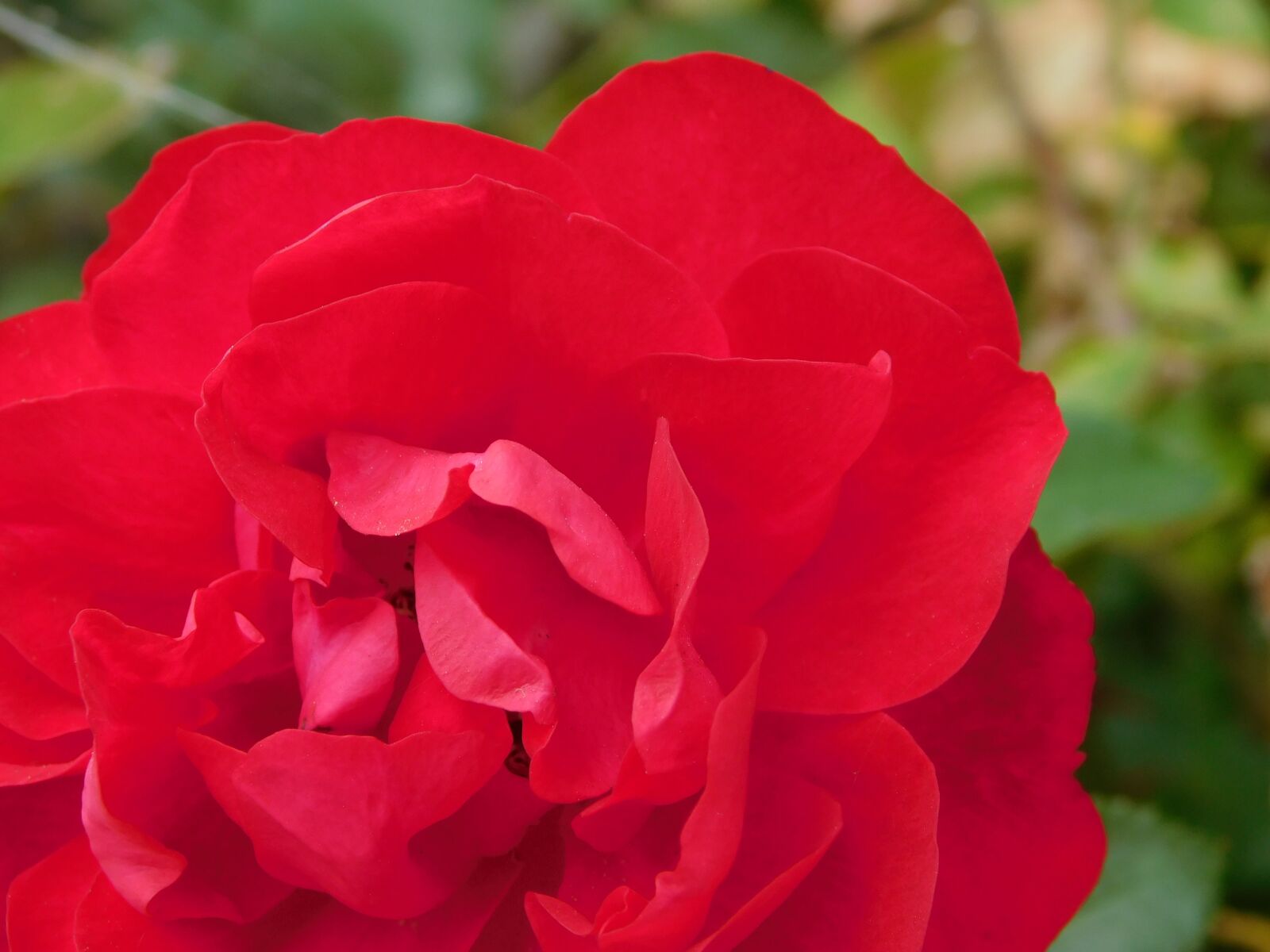 Nikon Coolpix L840 sample photo. Rose, flower, pink photography