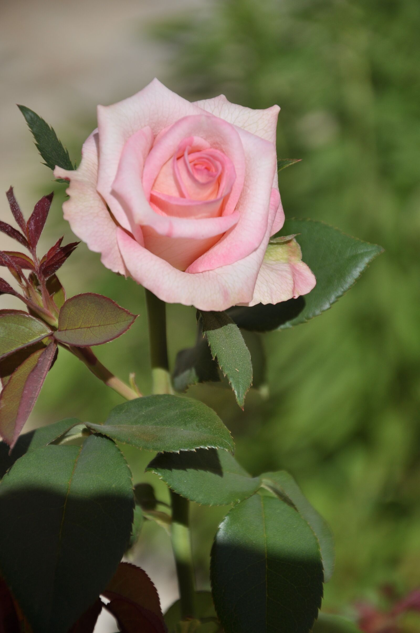 Nikon D90 sample photo. Lirio, field, nature photography