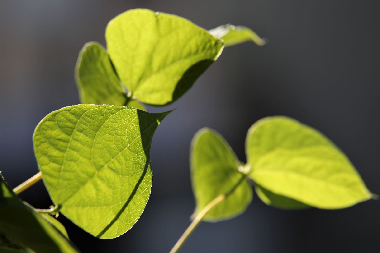 Tamron 70-210mm F4 Di VC USD sample photo. Leaves, foliage, texture photography