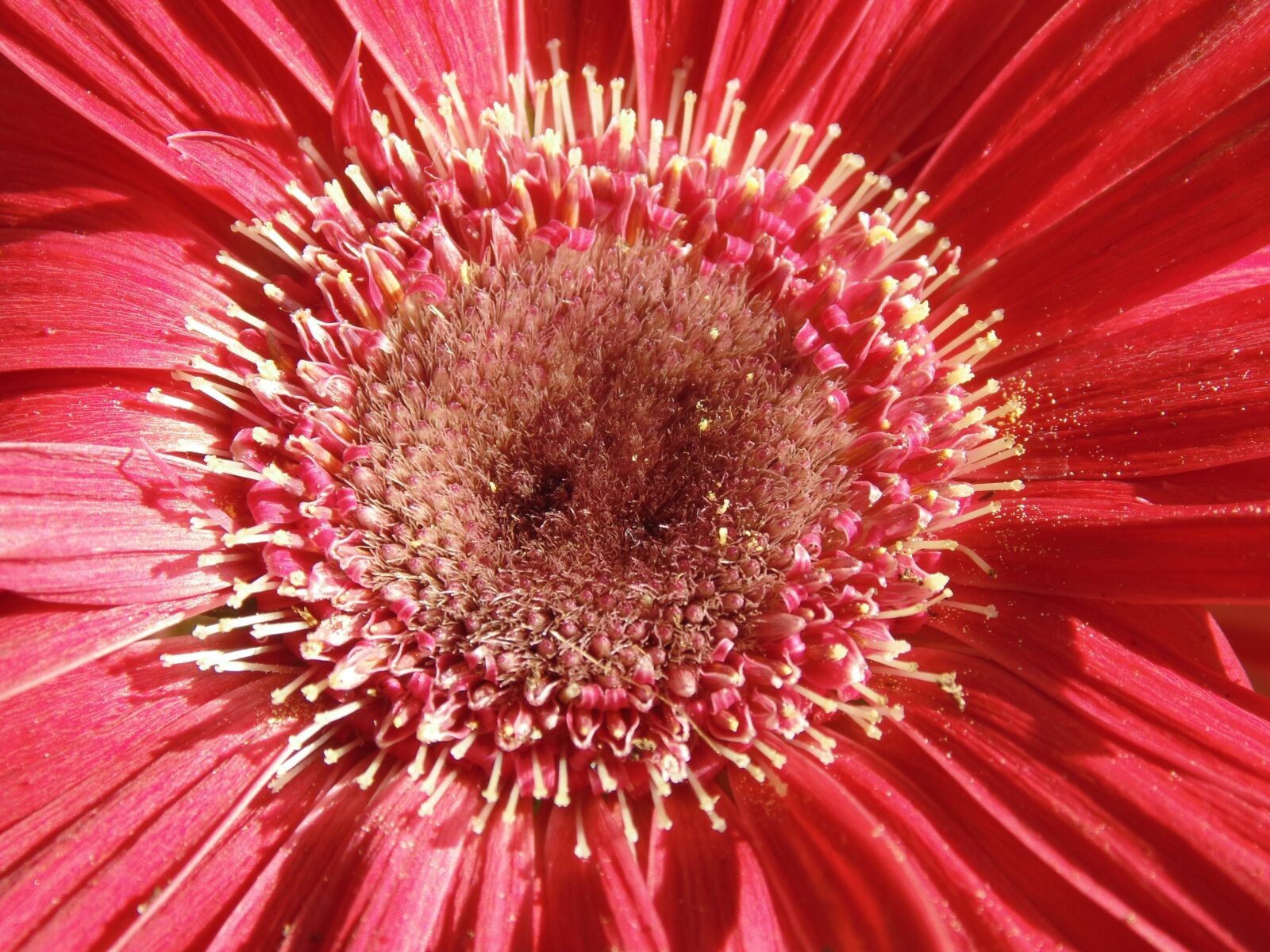 Sony Cyber-shot DSC-H200 sample photo. Gerbera, flower, stamens photography