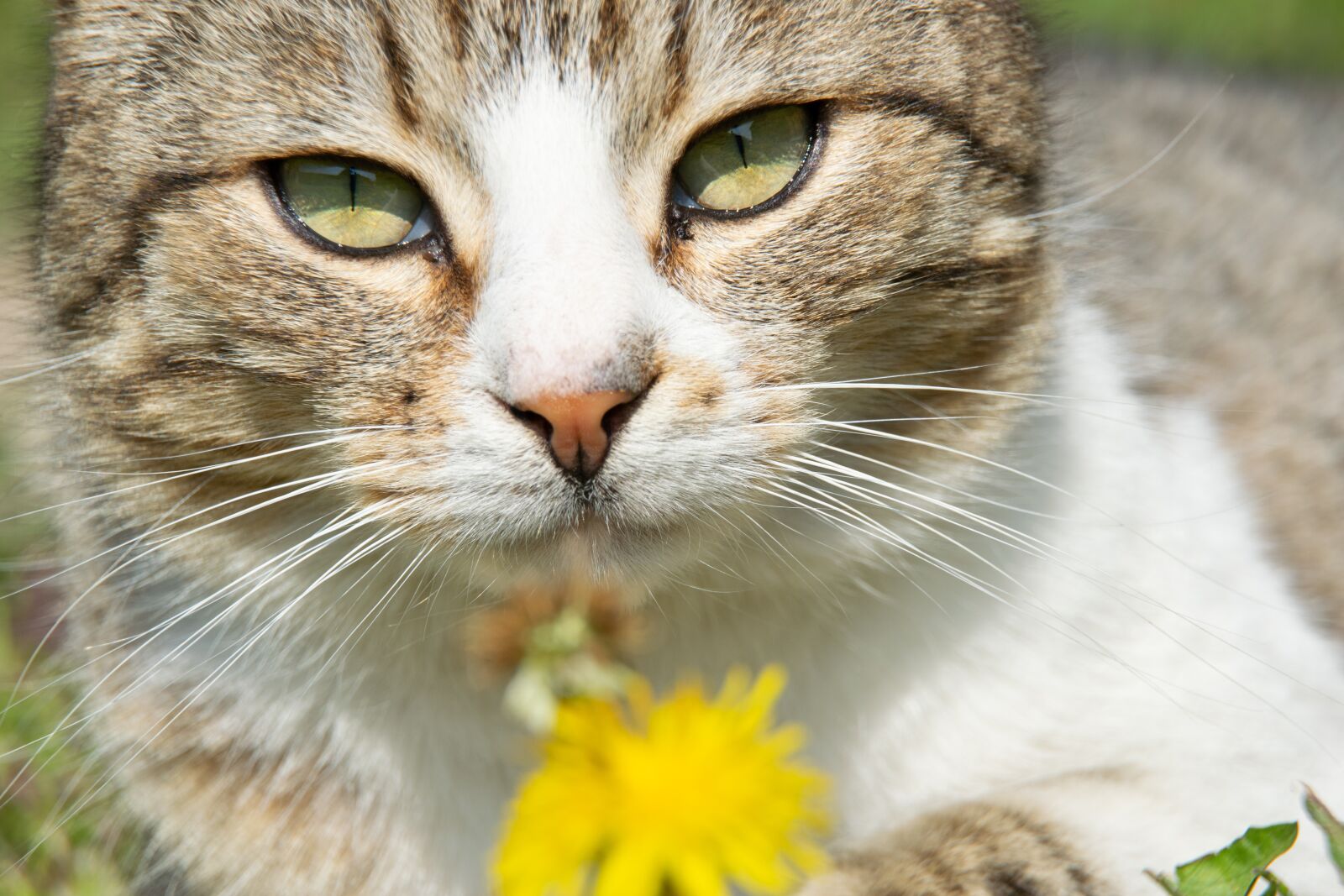Nikon D3300 sample photo. Cat, flower, kitten photography