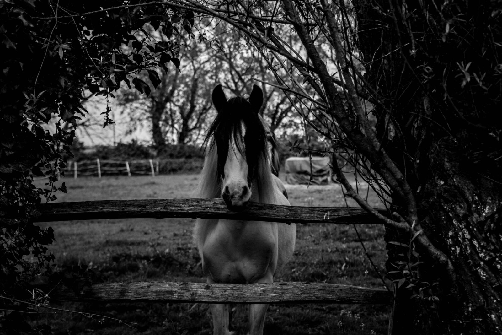 Canon EF 28-90mm f/4-5.6 sample photo. Black and white, horse photography