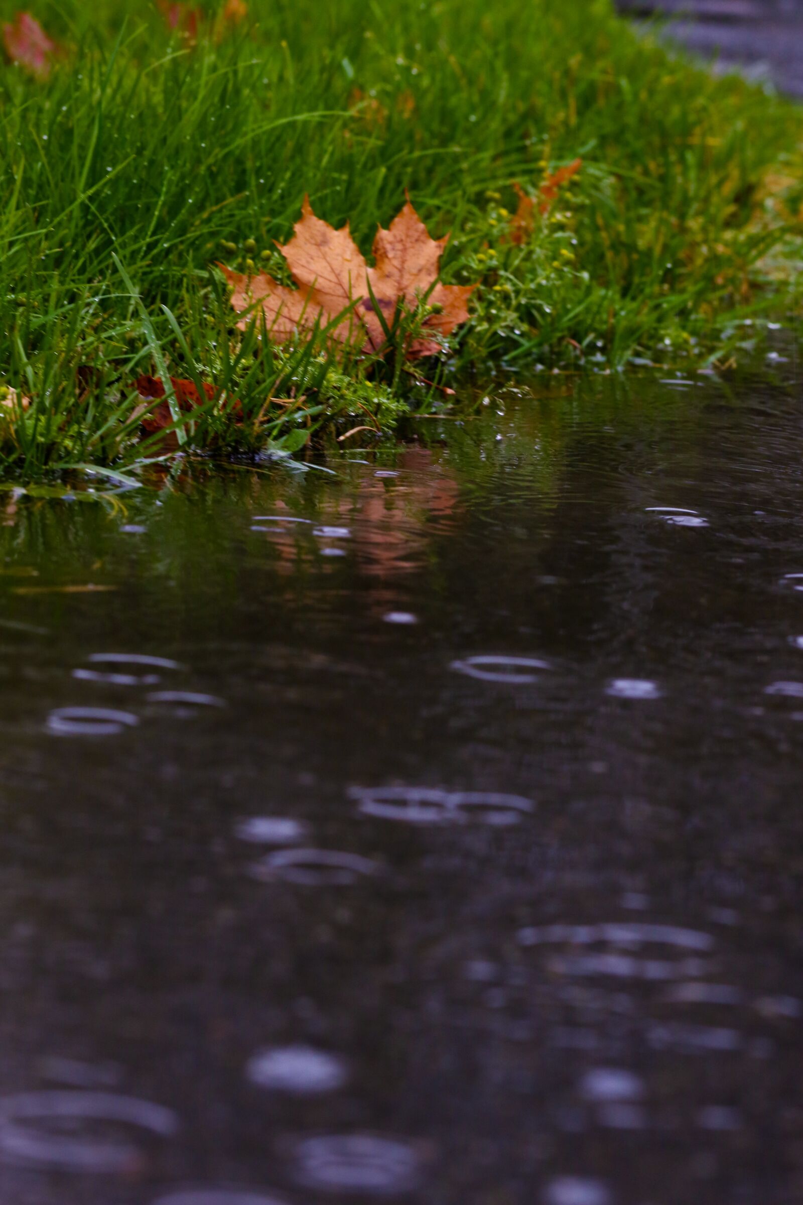 Canon EOS 7D Mark II sample photo. Leaf, puddle, reflection photography