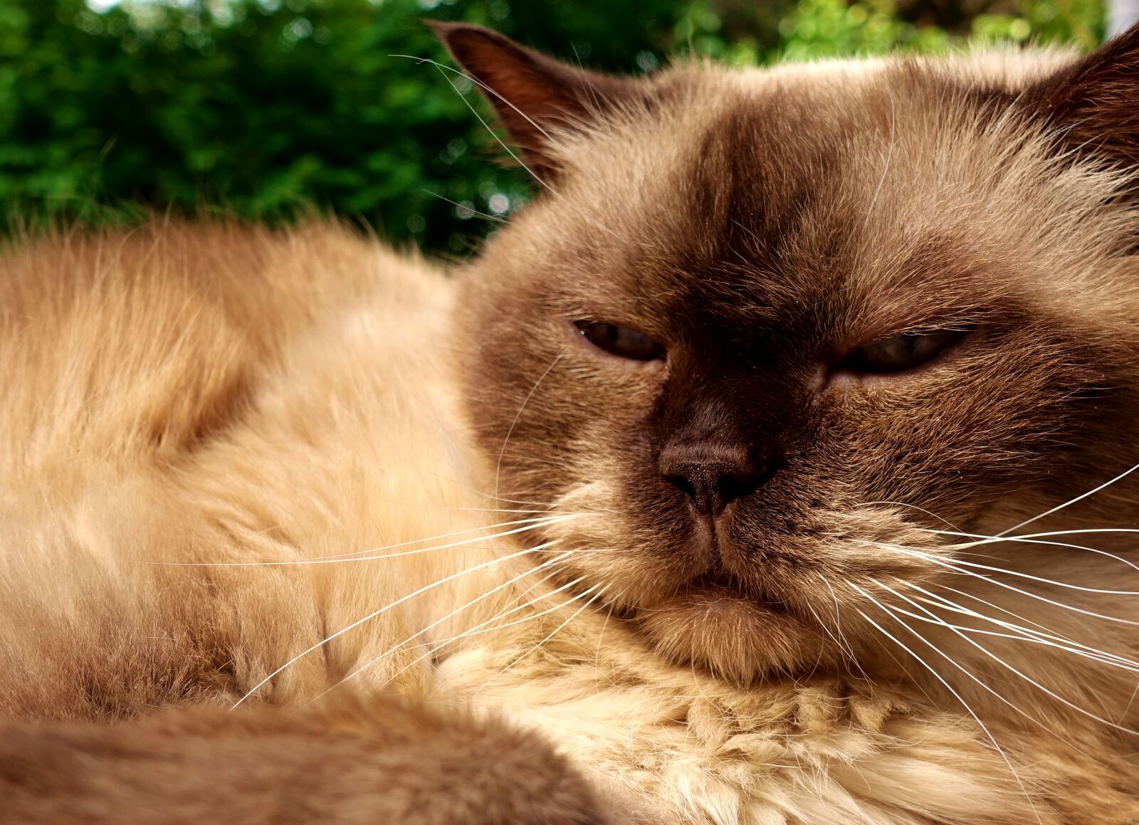 Sony DSC-RX100M5 sample photo. British shorthair, cat, animal photography