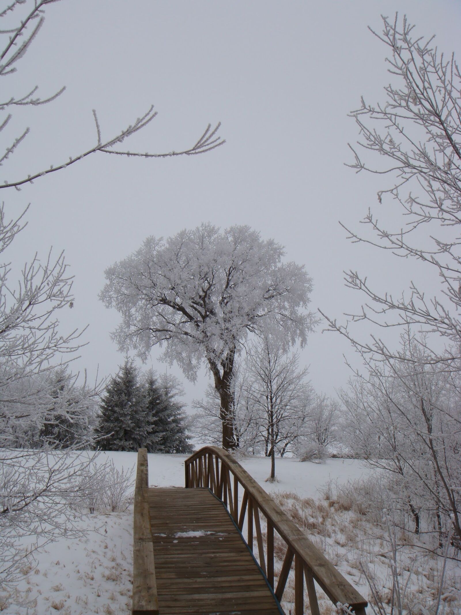 Sony DSC-T70 sample photo. Tree, winter, footbridge photography
