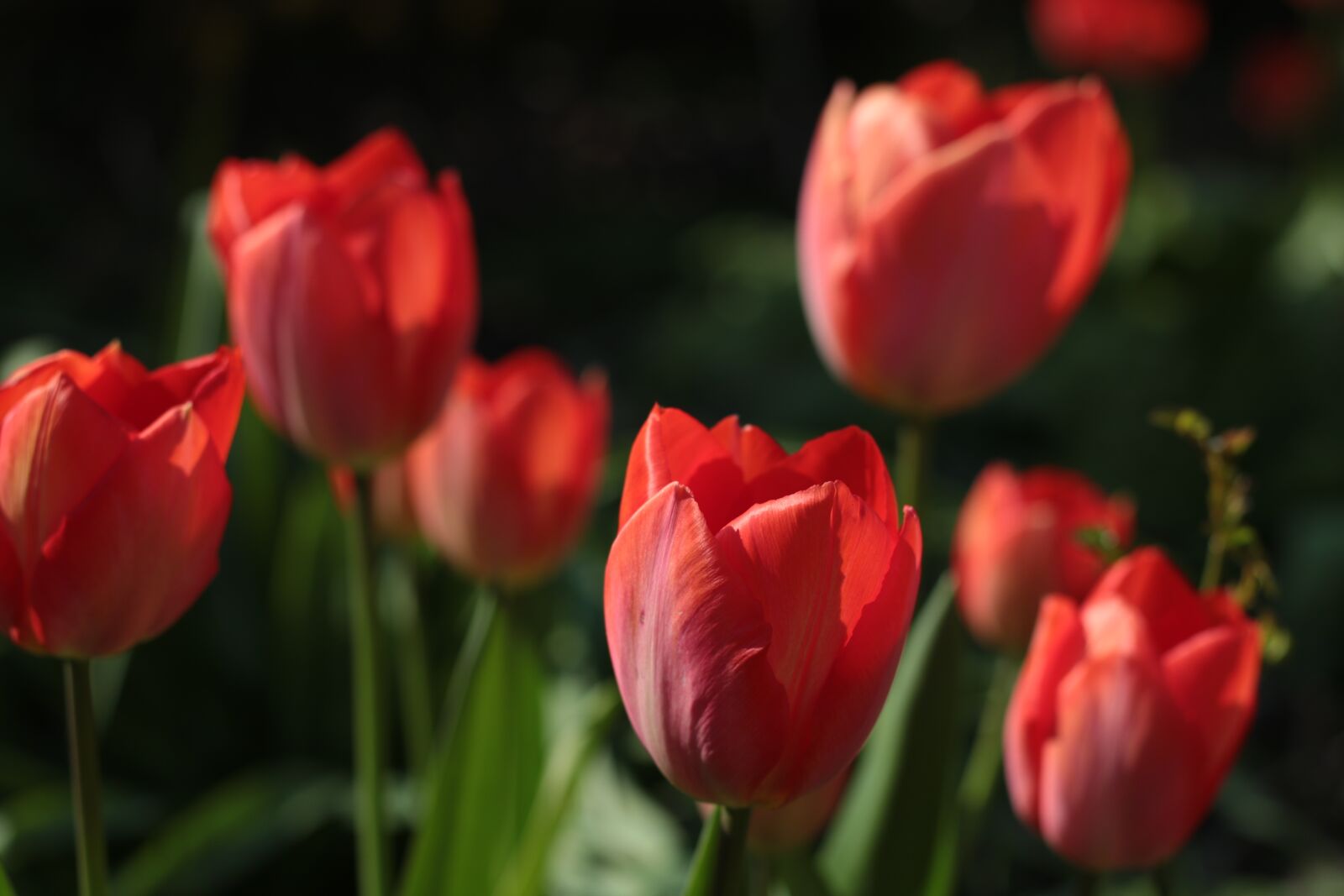 Canon EOS 7D Mark II sample photo. Tulips, red, spring flower photography