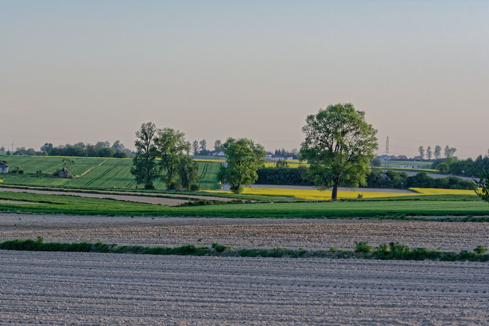 Nikon D5200 sample photo. Fields, rapeseed, the cultivation photography