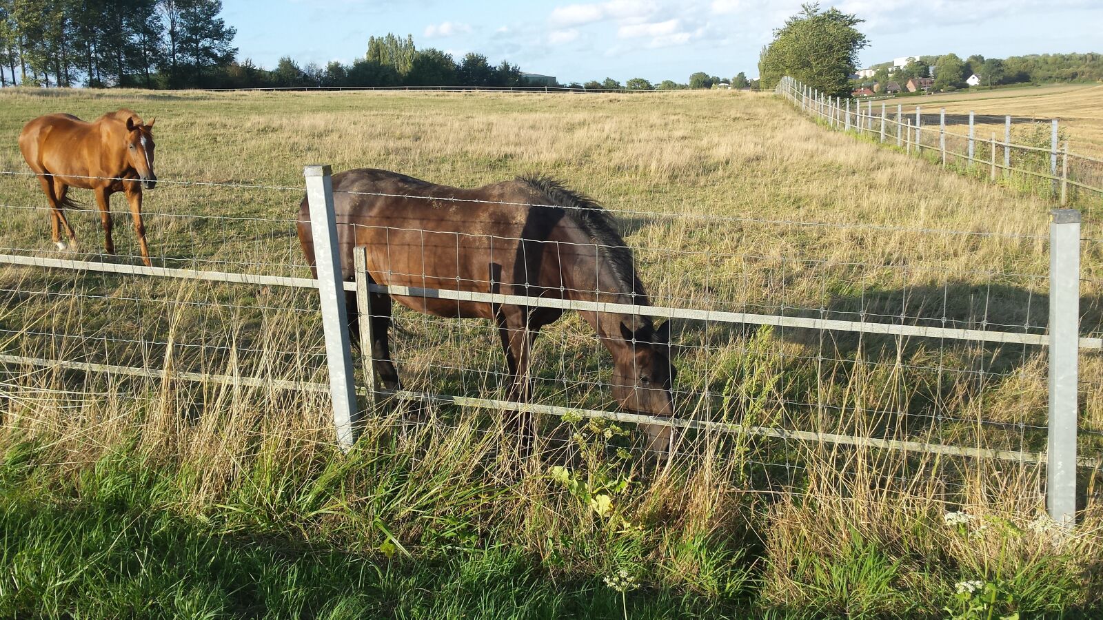 Samsung Galaxy S4 sample photo. Horse, nature, wild photography