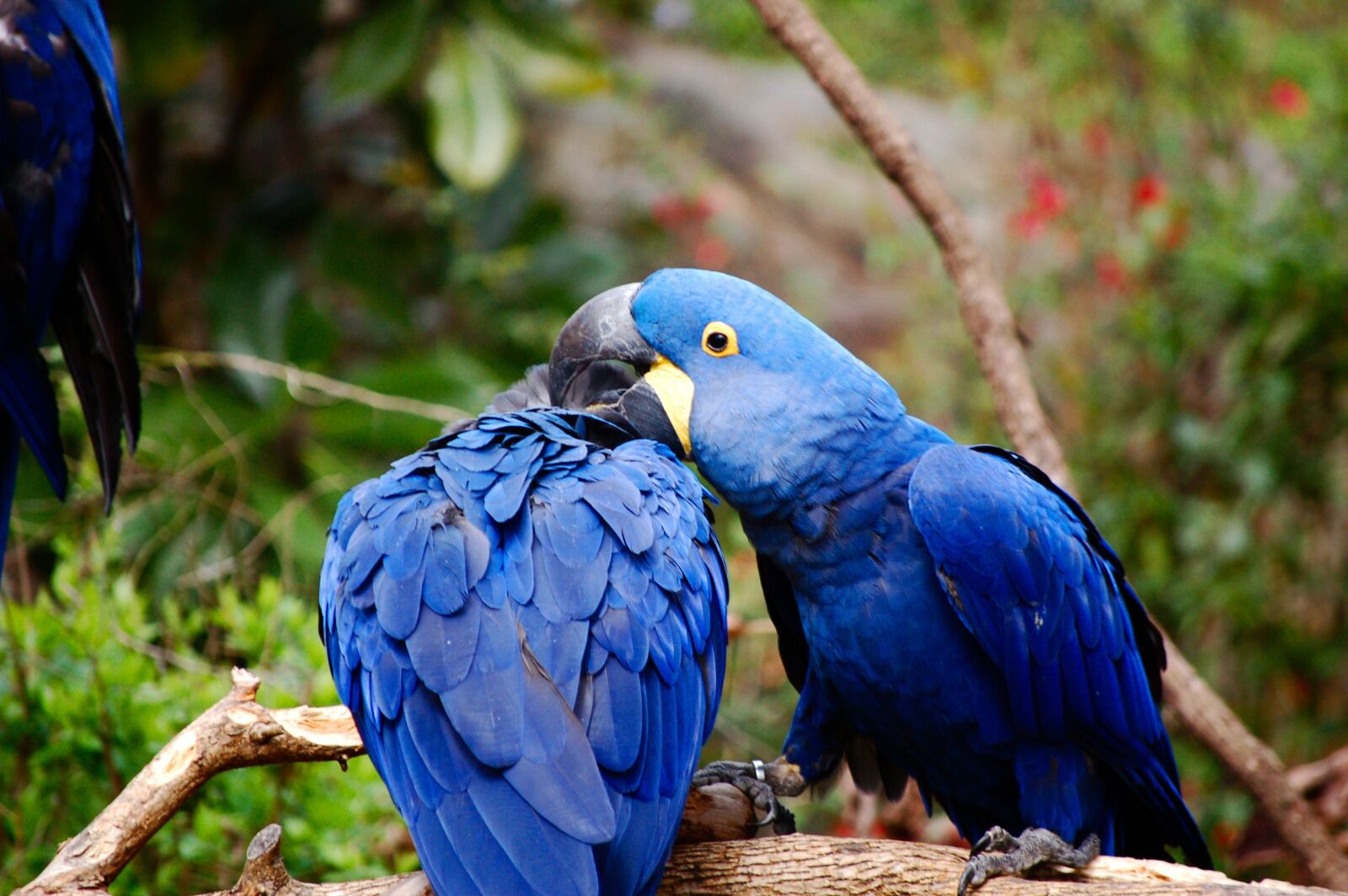 Nikon D50 sample photo. Blue, macaw, blue macaw photography