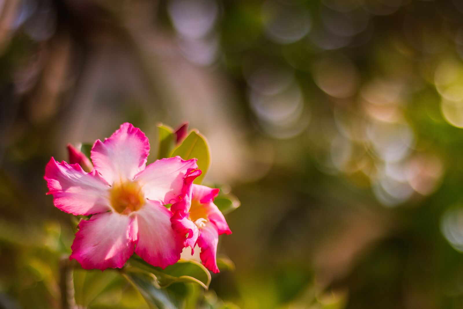 Canon EOS 700D (EOS Rebel T5i / EOS Kiss X7i) sample photo. Invited to visit, plant photography