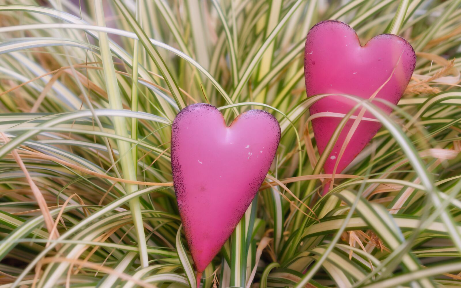 Canon EOS 200D (EOS Rebel SL2 / EOS Kiss X9) sample photo. Heart, pink, greeting card photography