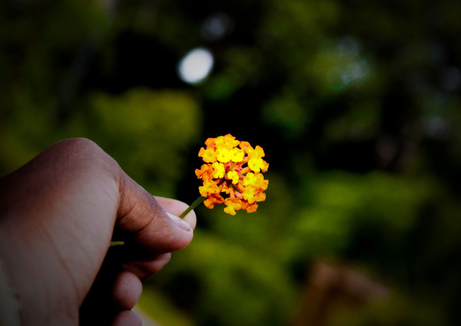 Canon EOS 500D (EOS Rebel T1i / EOS Kiss X3) sample photo. Flower, hand, orange photography