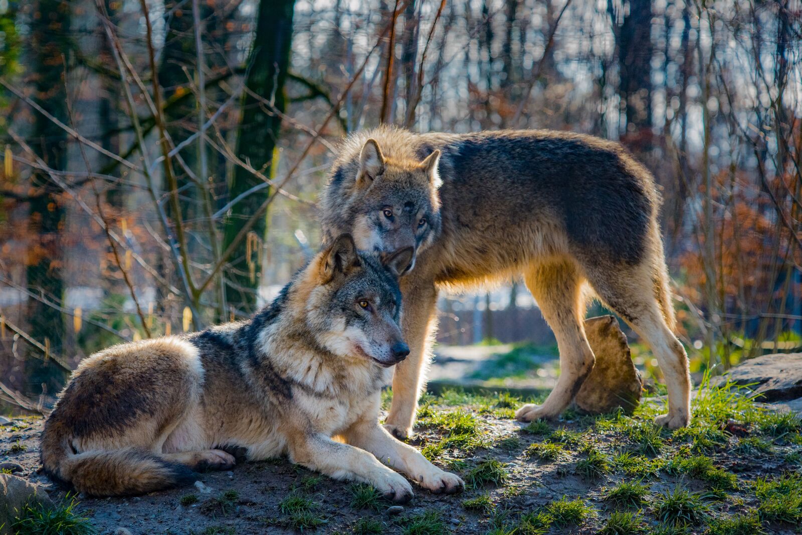 Nikon D810 sample photo. Wolves, love, animal photography