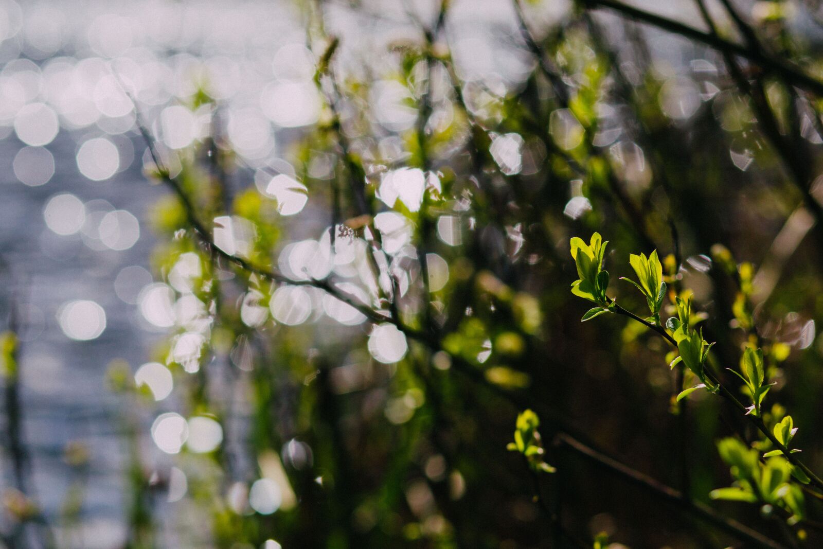 Canon EF 85mm F1.8 USM sample photo. Green, leaf, plants photography