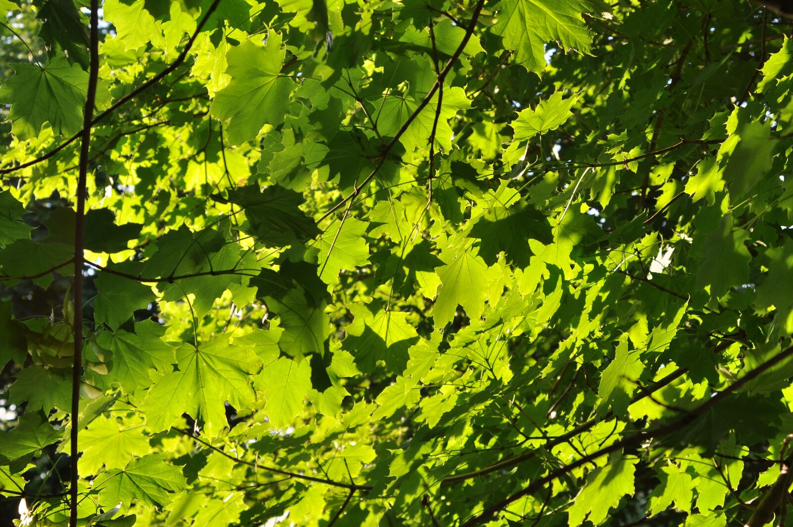 Nikon D90 sample photo. Trees, leaves, summer photography