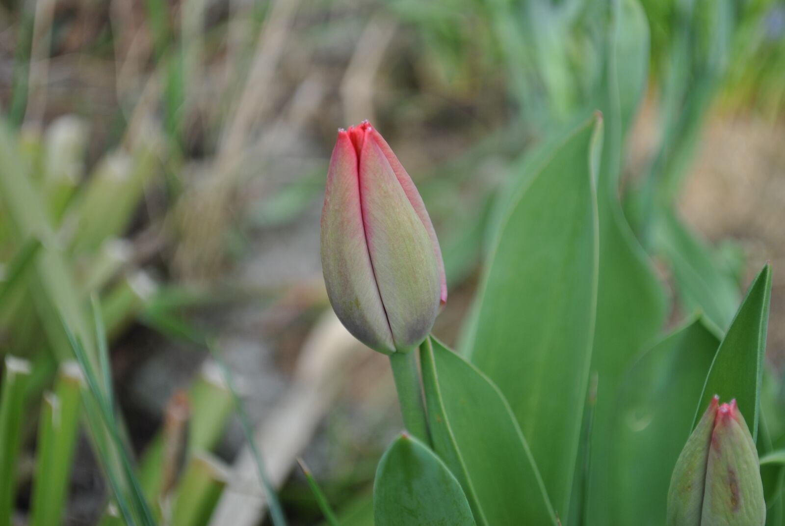 Nikon D3000 sample photo. Nature, plant, flower photography