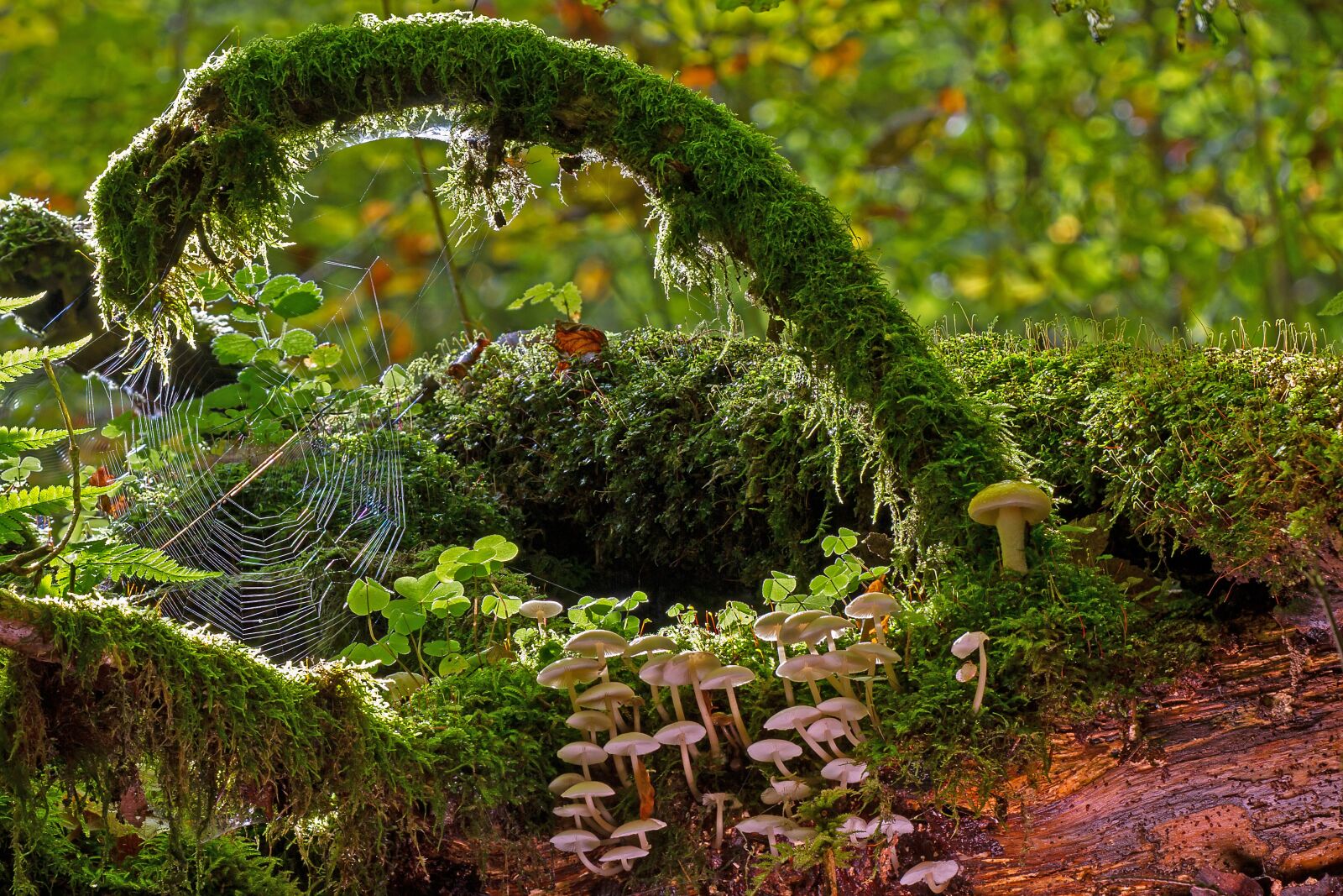 Canon EOS 7D sample photo. Mushrooms, moss, strunk photography
