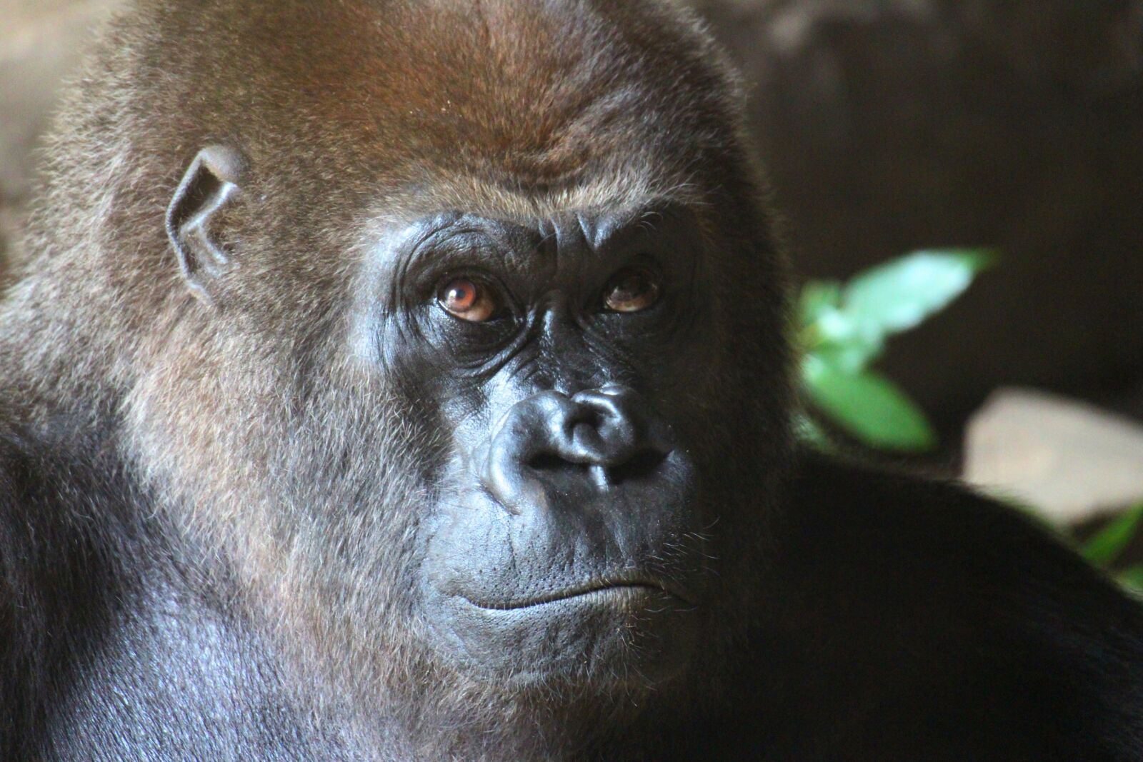 Canon EOS M2 sample photo. Animal, gorilla, zoo photography
