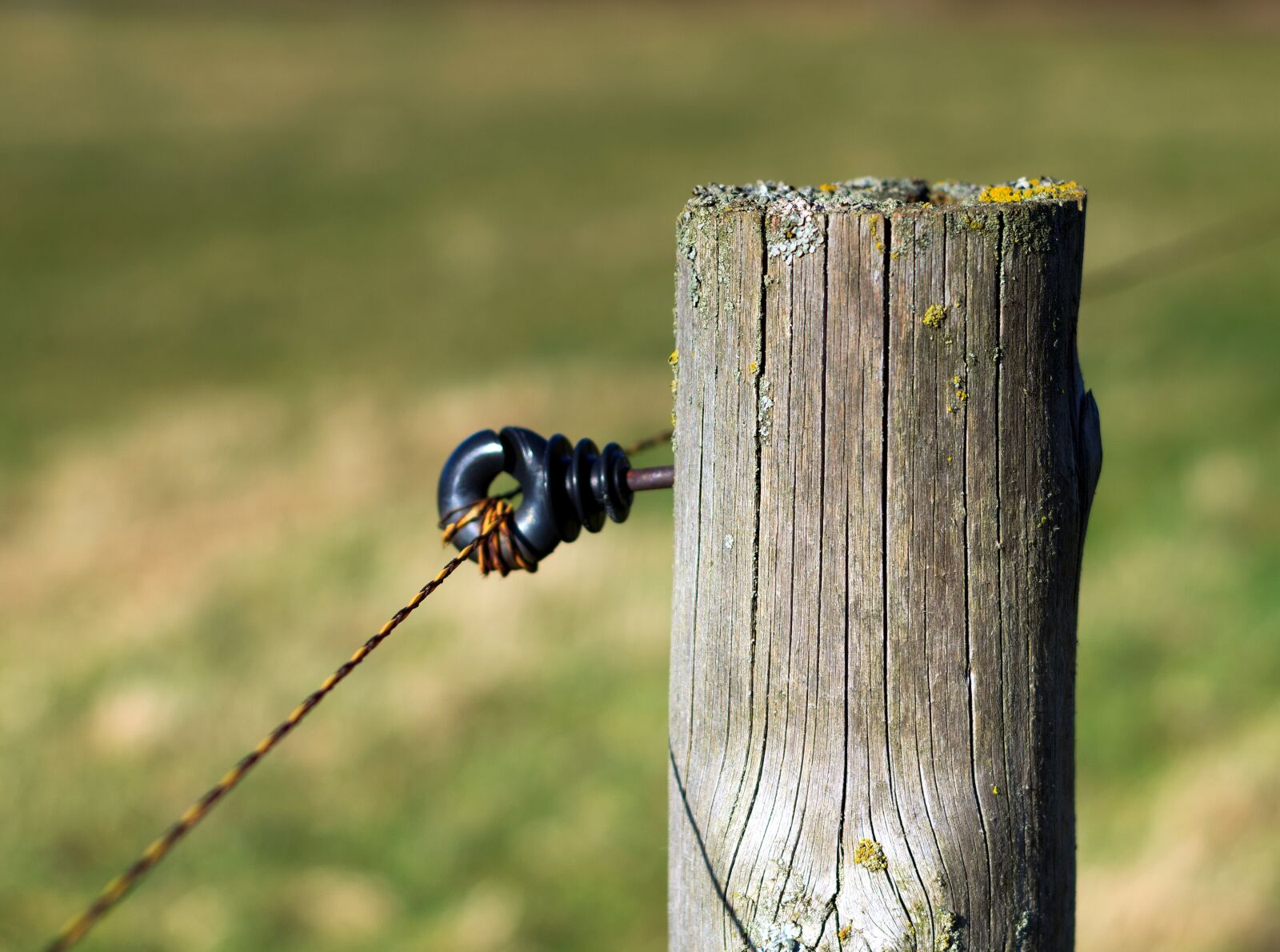 Nikon D3300 sample photo. Nature, wood, animal world photography