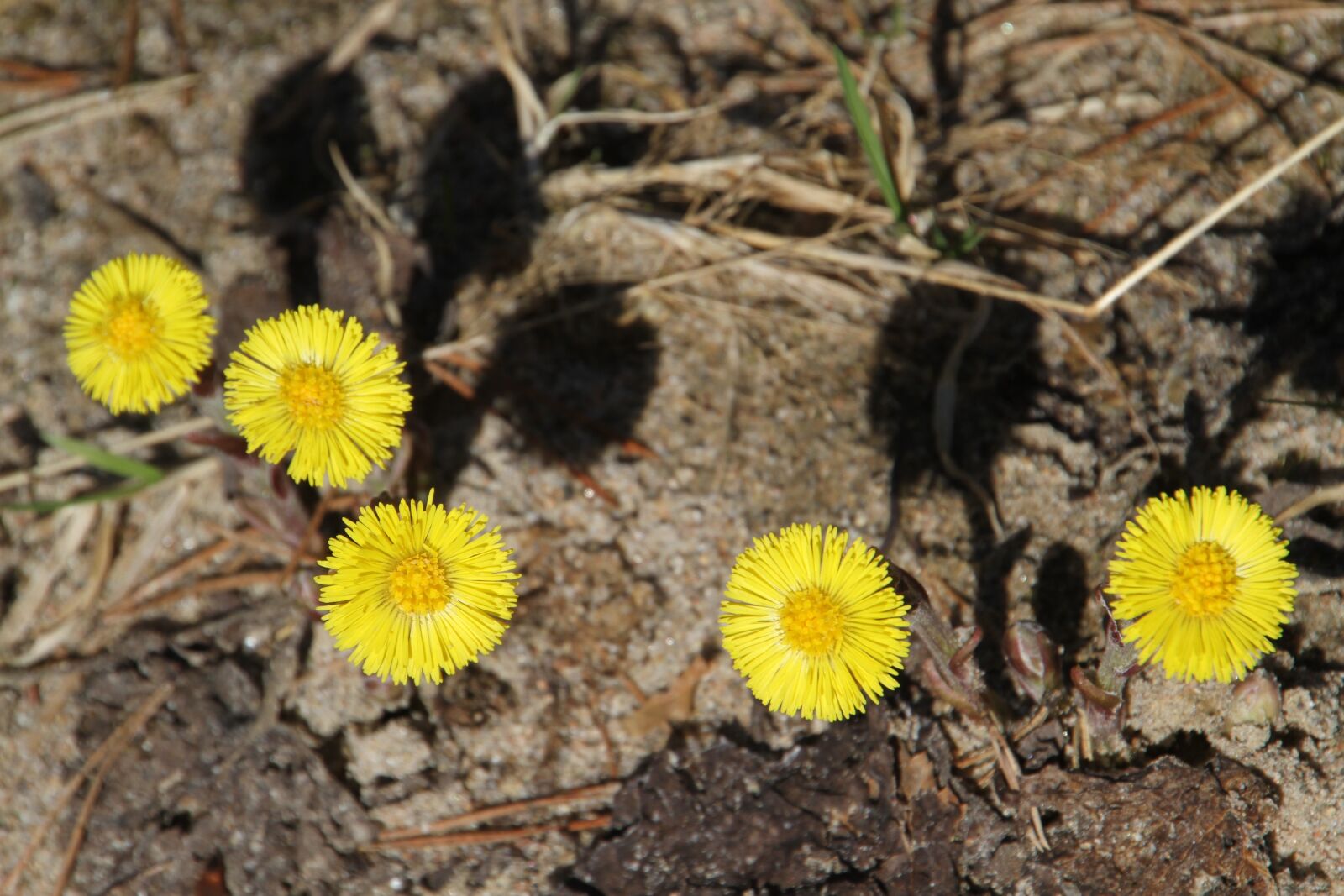 Canon EOS 7D sample photo. Dandelions, coltsfoot, flower photography