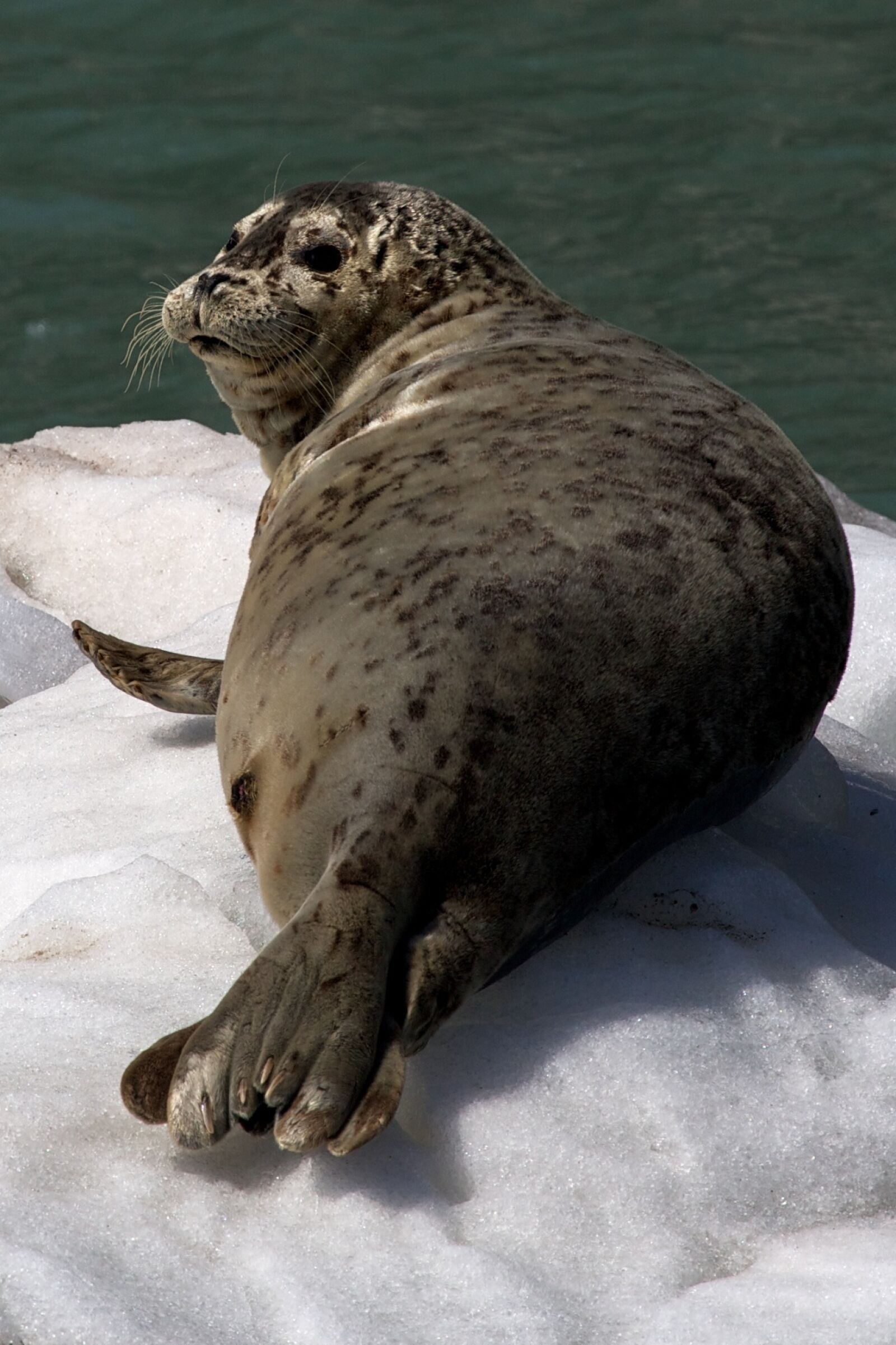 Canon EF 100-400mm F4.5-5.6L IS USM sample photo. Harbor seal, ice, looking photography