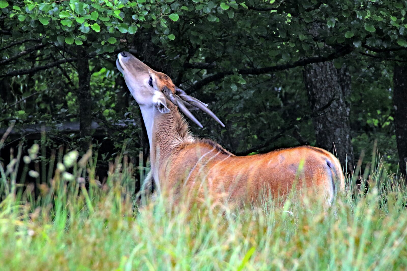 Canon EOS 7D Mark II sample photo. Bongo, deer, antelope photography