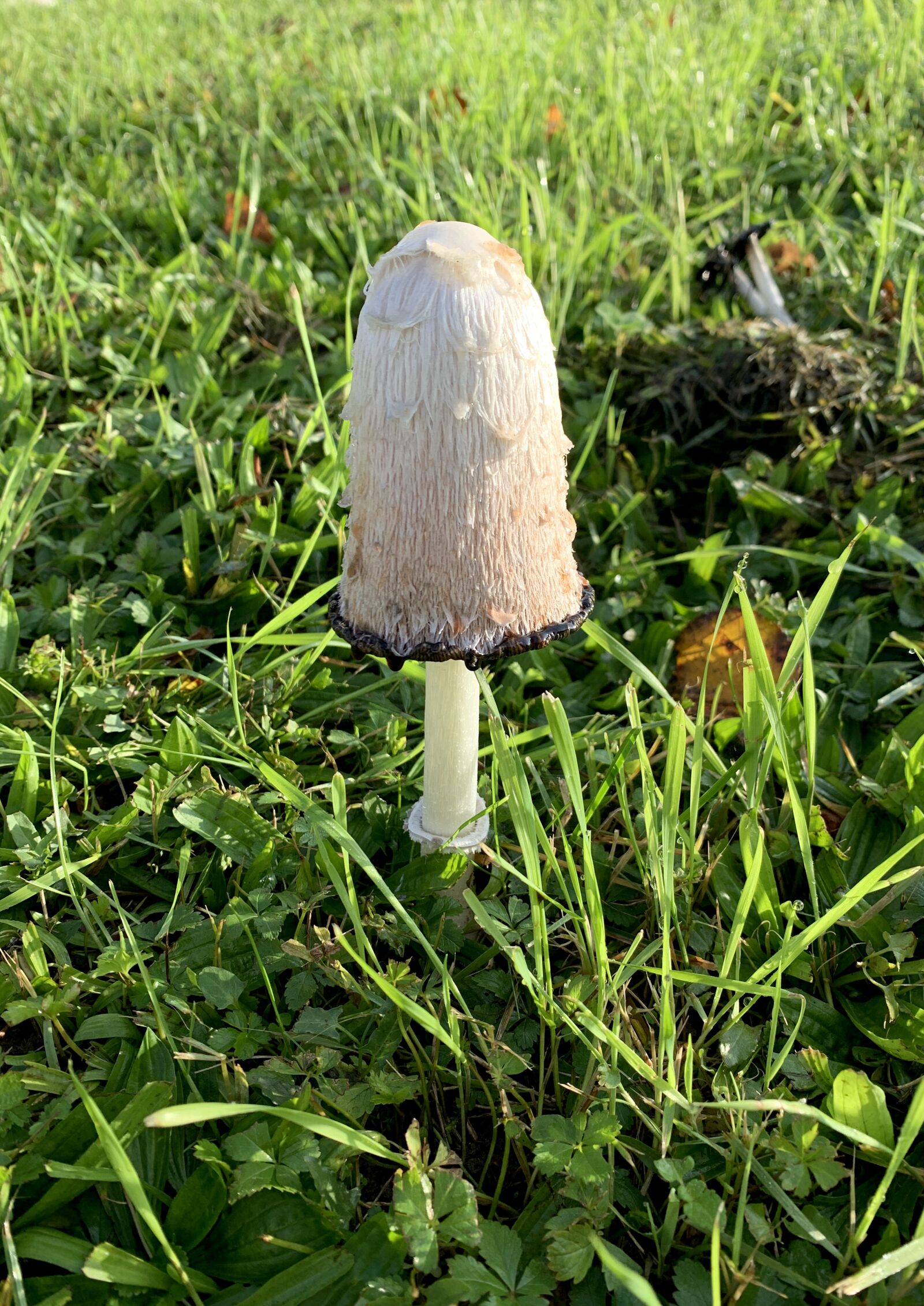 Apple iPhone XR sample photo. Mushroom, meadow, mushrooms photography