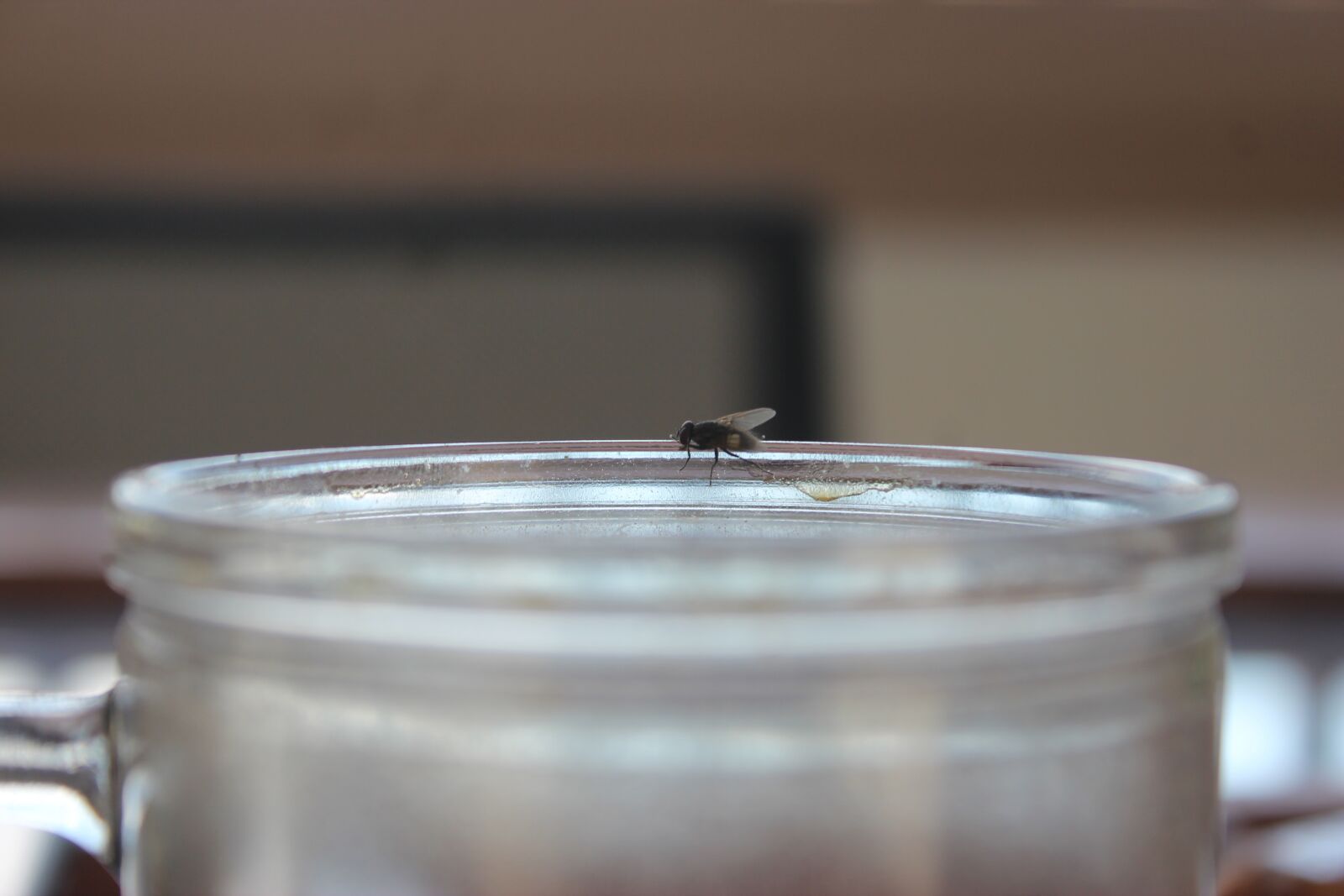 Canon EOS 600D (Rebel EOS T3i / EOS Kiss X5) sample photo. Animals, glass, flies photography