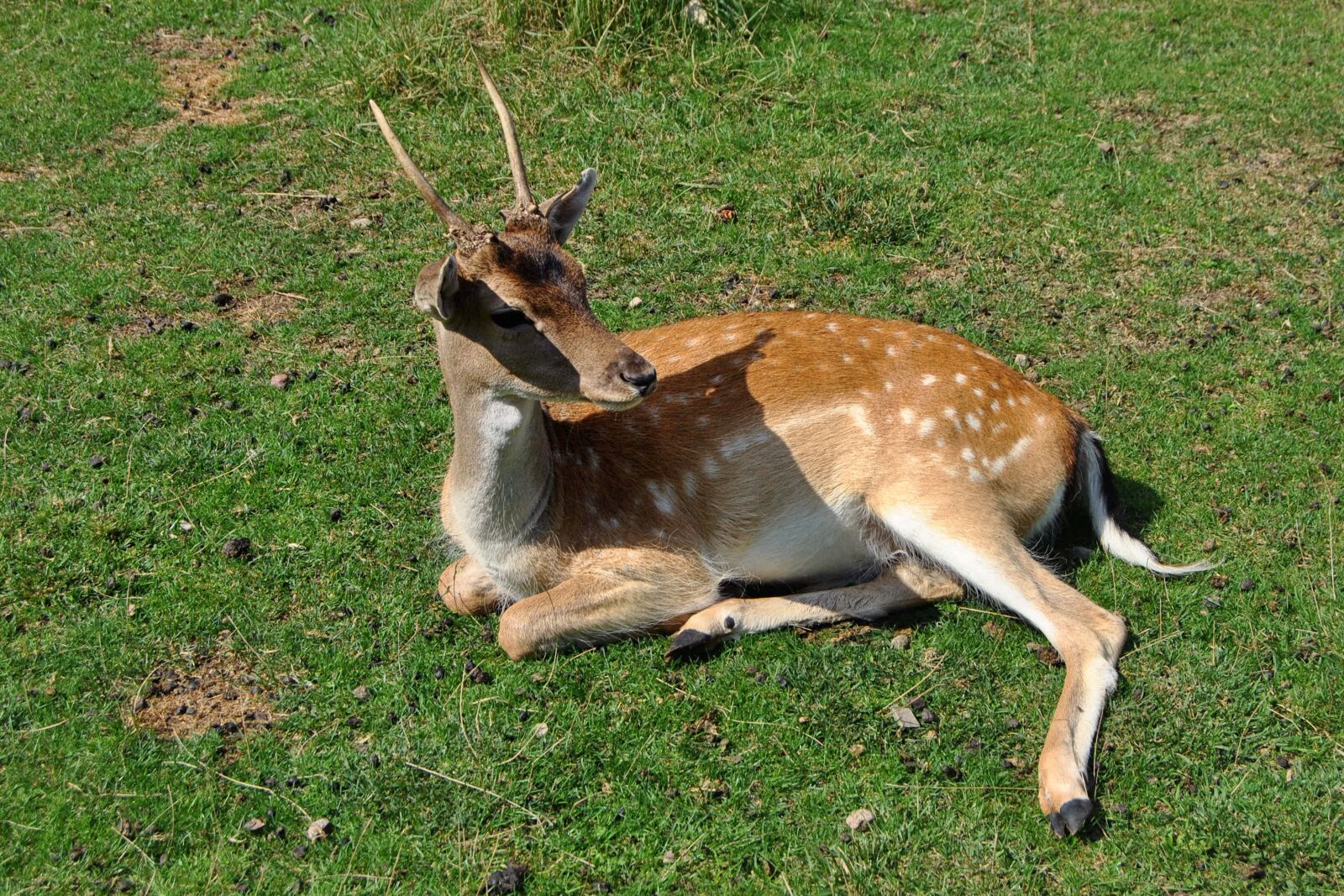 Nikon D3000 sample photo. Roe deer, young, concerns photography