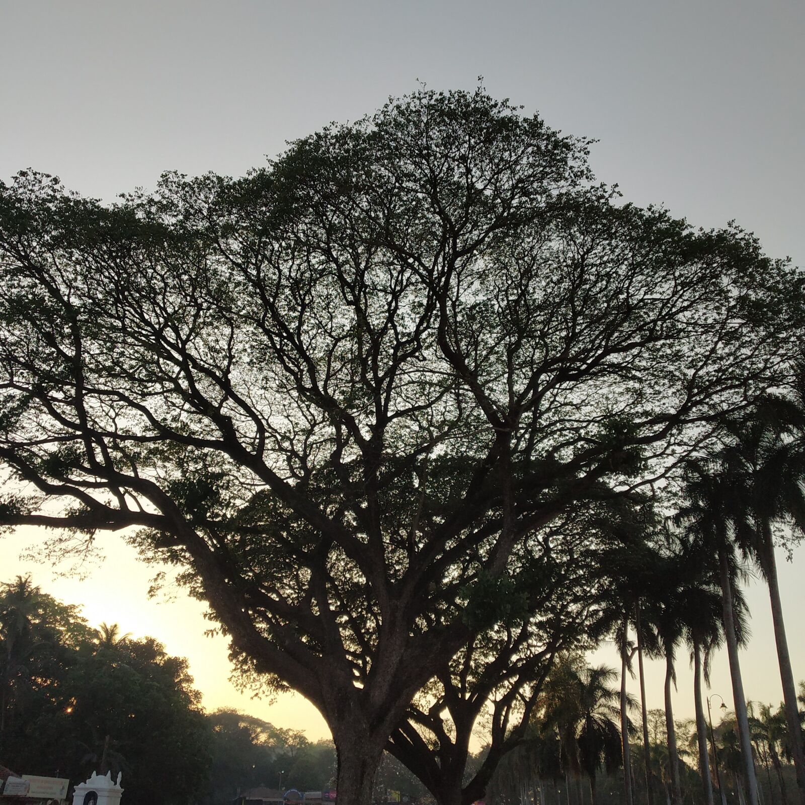 Xiaomi Redmi Note 5 Pro sample photo. Nature, tree, sunset photography