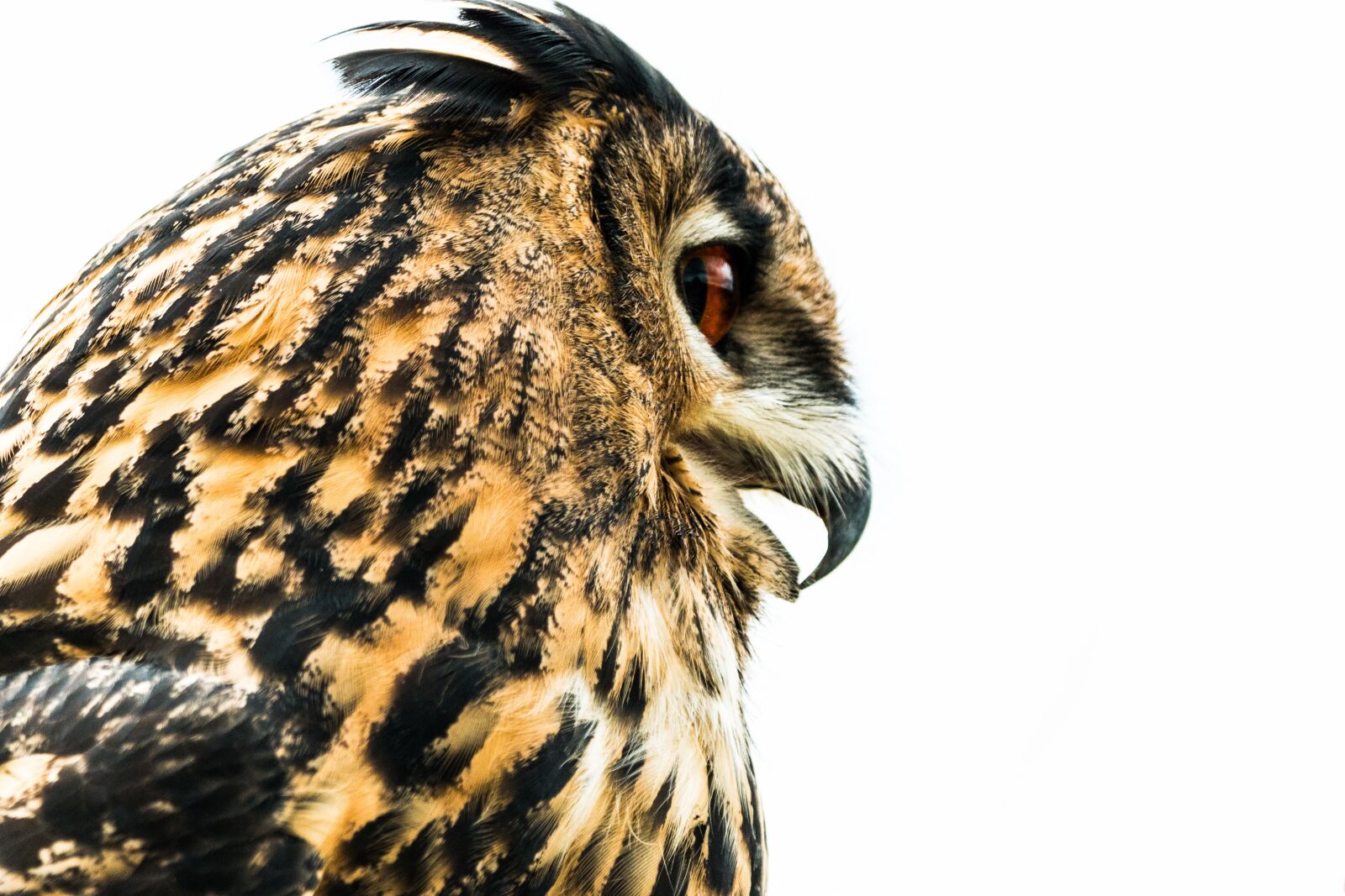150-600mm F5-6.3 DG OS HSM | Contemporary 015 sample photo. Eagle owl, bubo bubo photography