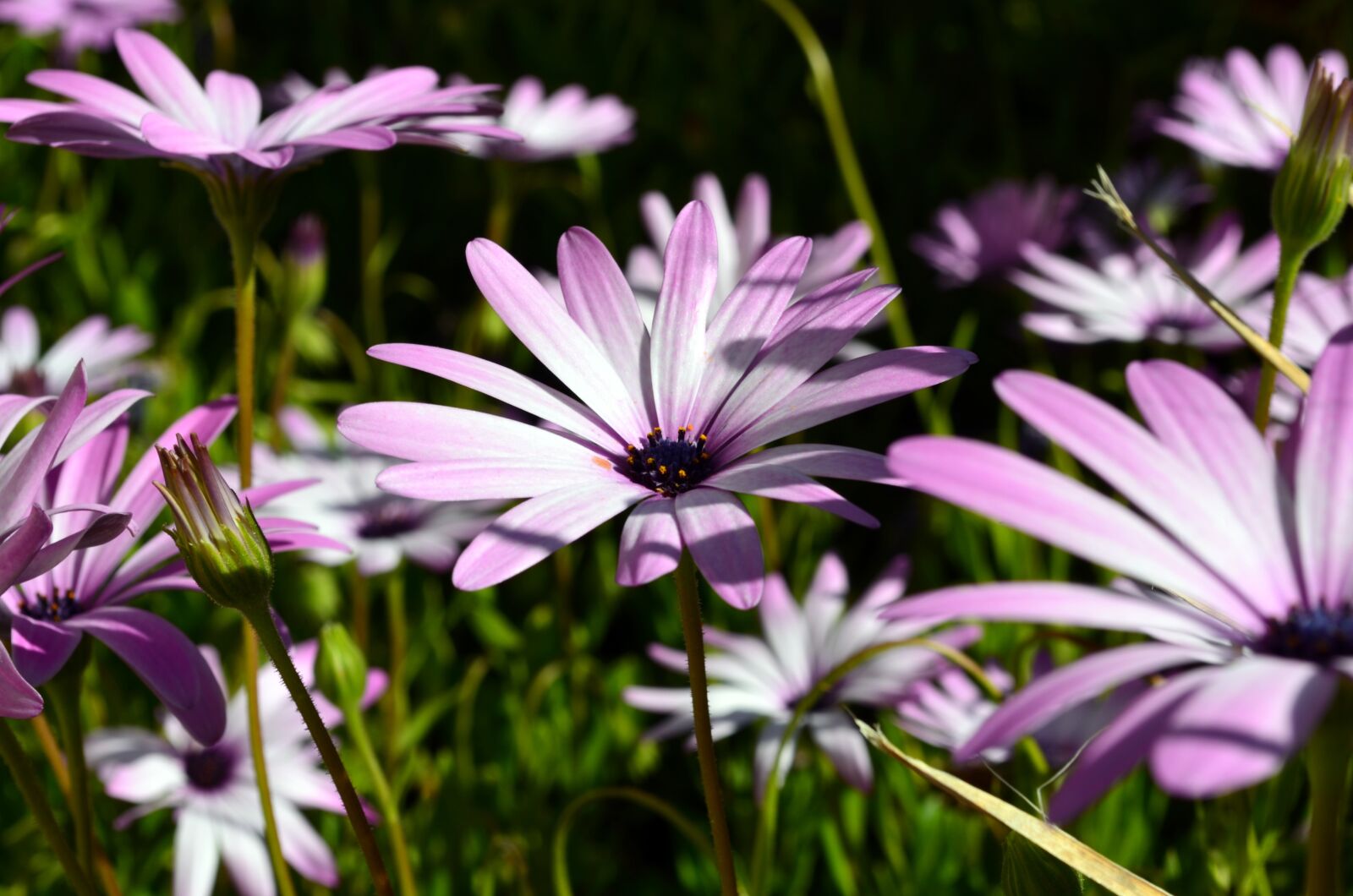 Nikon D5100 sample photo. Flowers, flower meadow, daisy photography